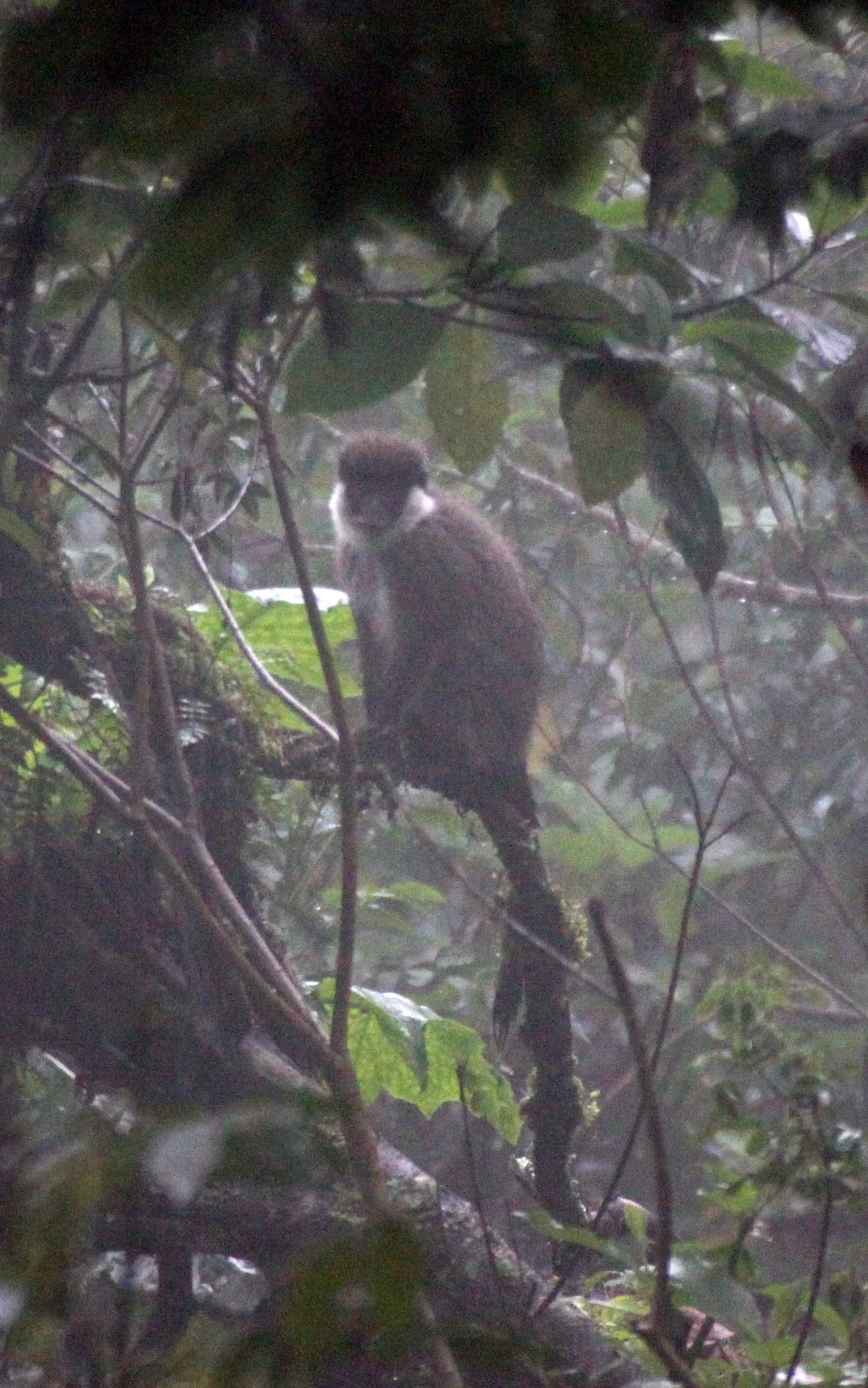 CERCOPITHECIDAE - Chlorocebus djamdjamensis - BALE MONKEY - HARENNA FOREST BALE MOUNTAINS NATIONAL PARK ETHIOPIA (269).JPG