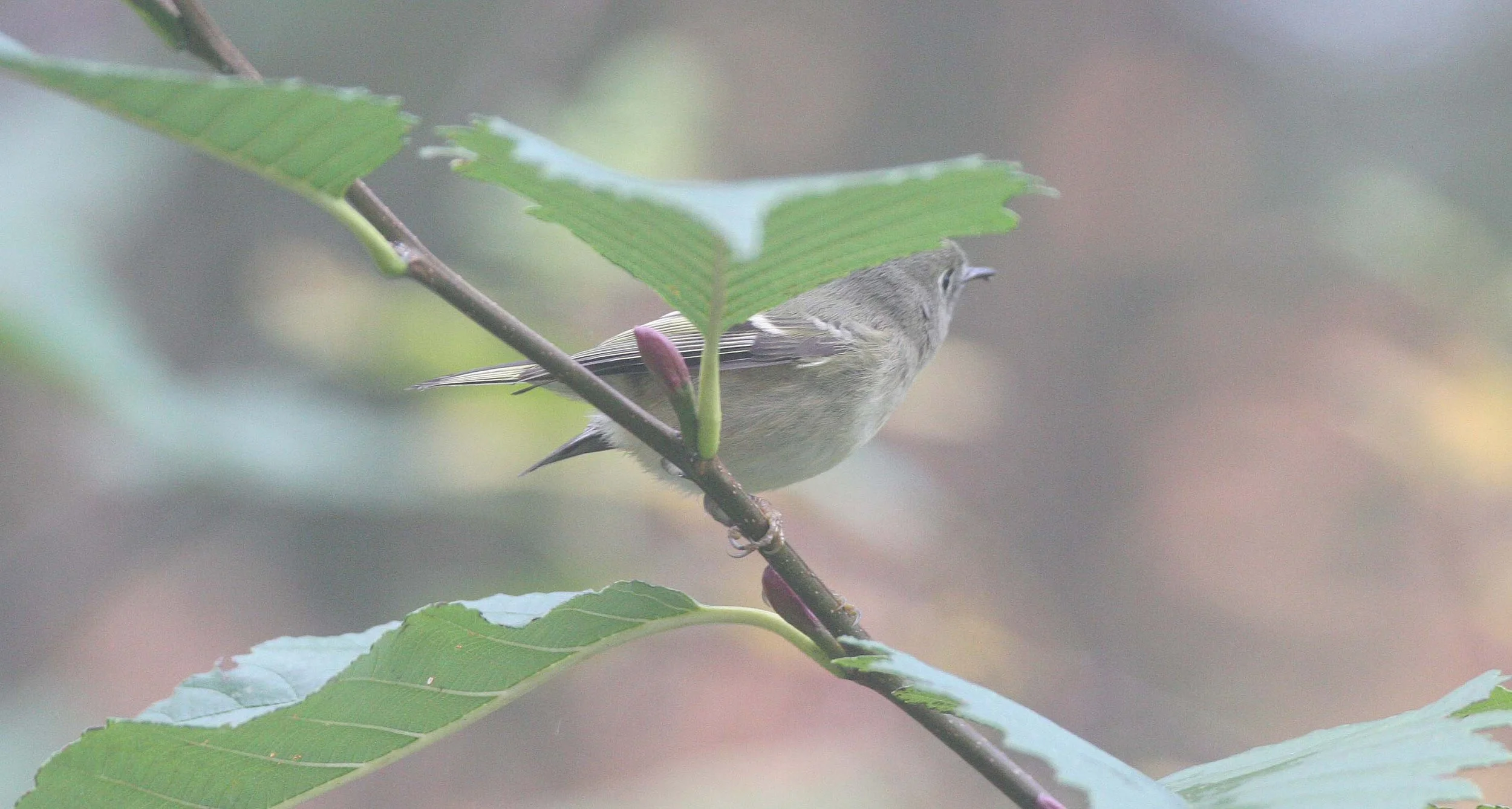 Hutton's Vireo (Vireo huttoni) Lake Farm Olympic Peninsula Washington (25).jpg