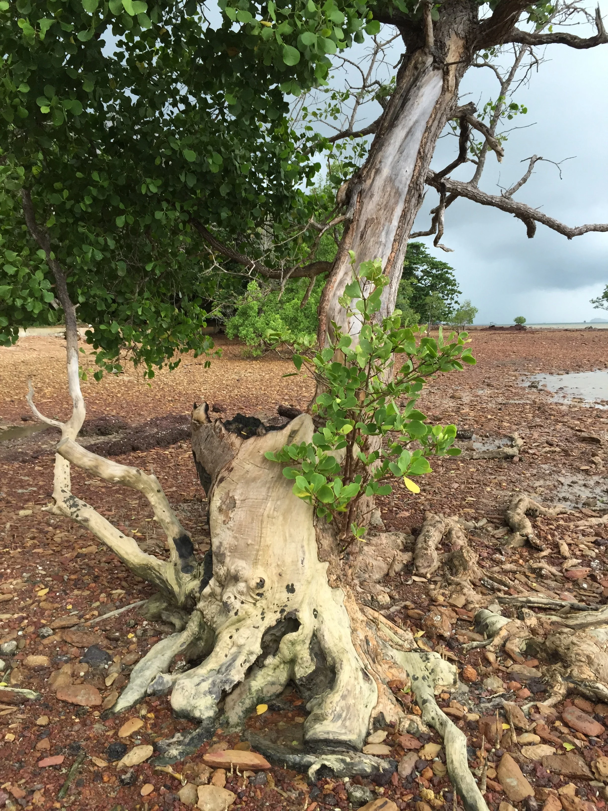 2015 Koh Lanta Garden & Nature (227).jpg