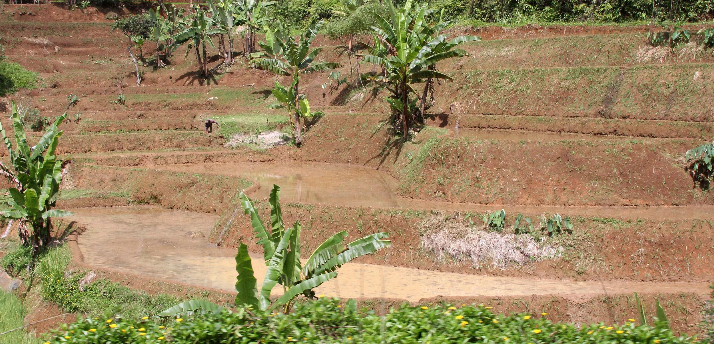 HALIMUN NATIONAL PARK - JAVA BARAT INDONESIA (1).JPG