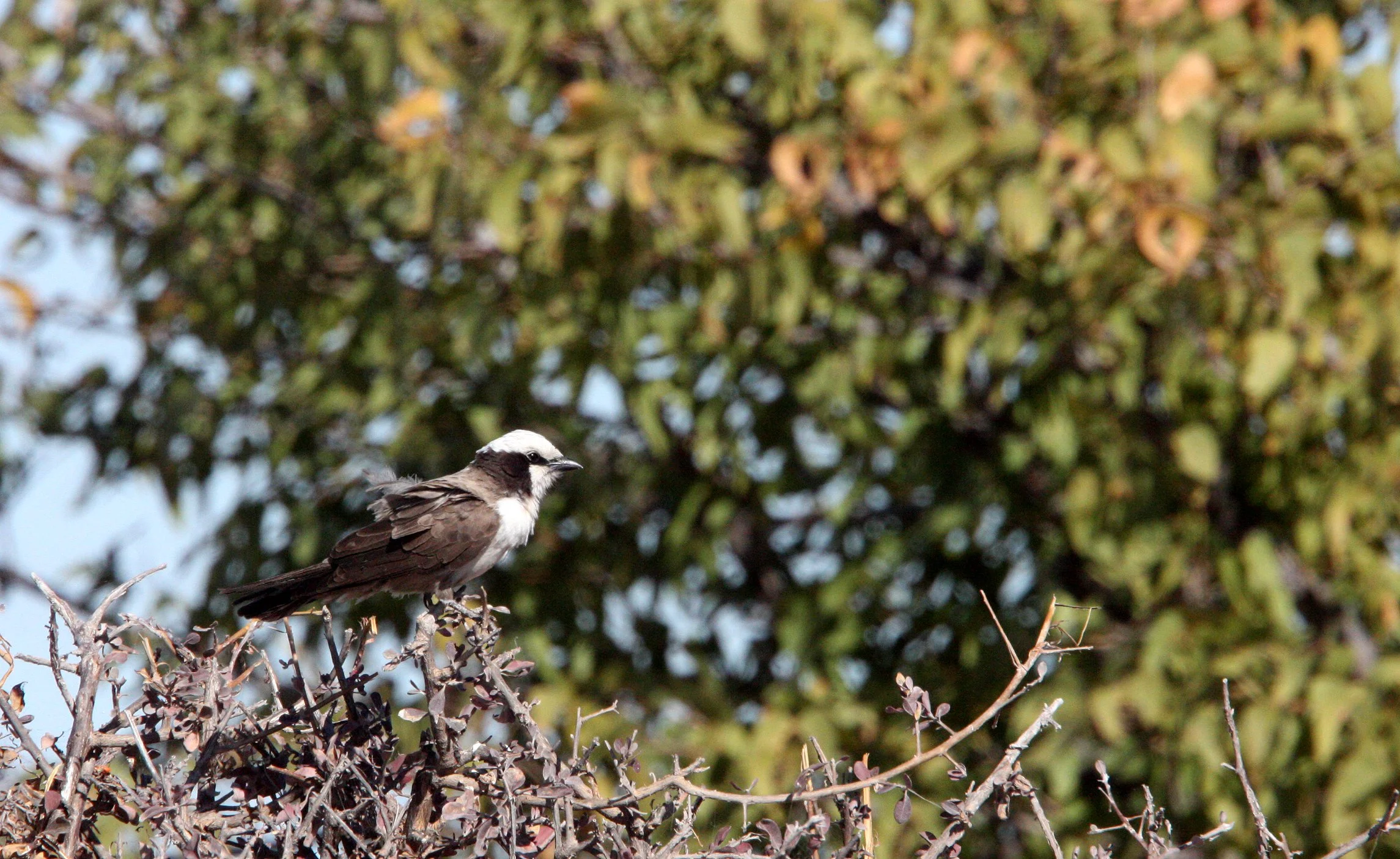 Southern White-crowned Shrike (Eurocephalus anguitimens) Etosha NP Namibia (1).JPG
