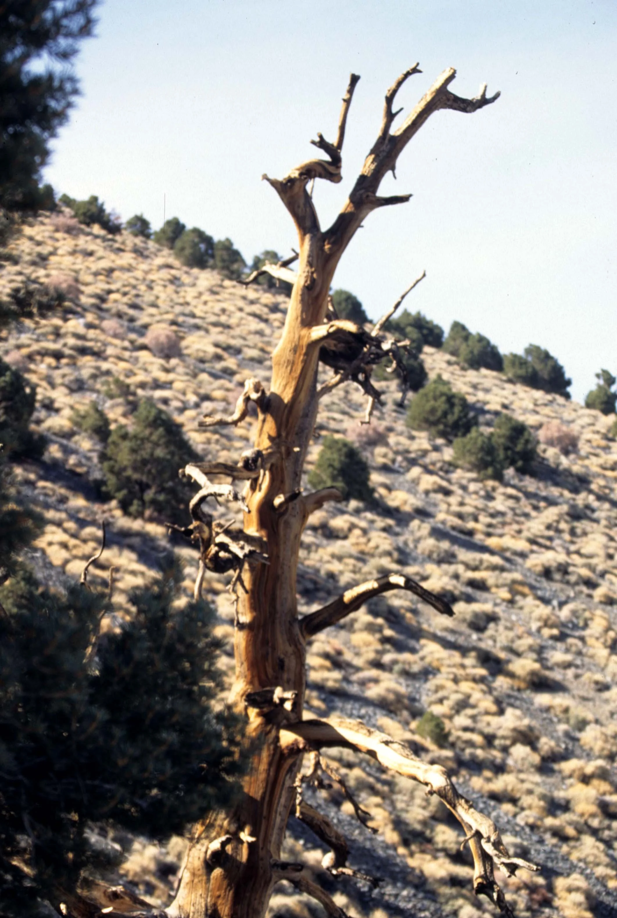 CALIFORNIA - WHITE MOUNTAINS A.jpg