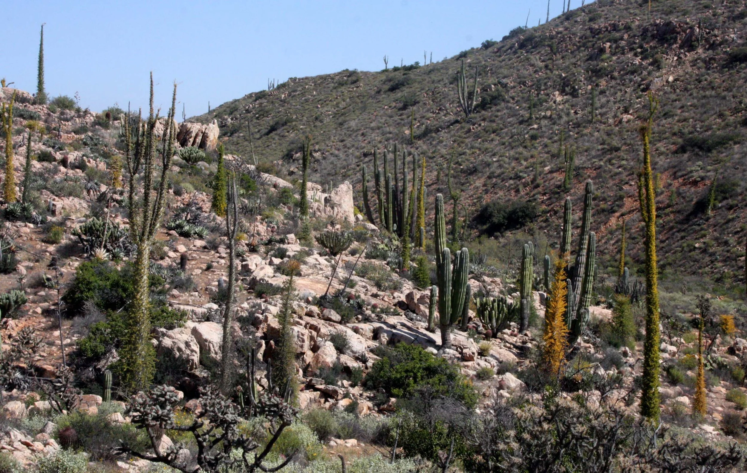 BOOJUM TREE FOREST COMMUNITY - CATAVINA DESERT BAJA CALIFORNIA (2).JPG