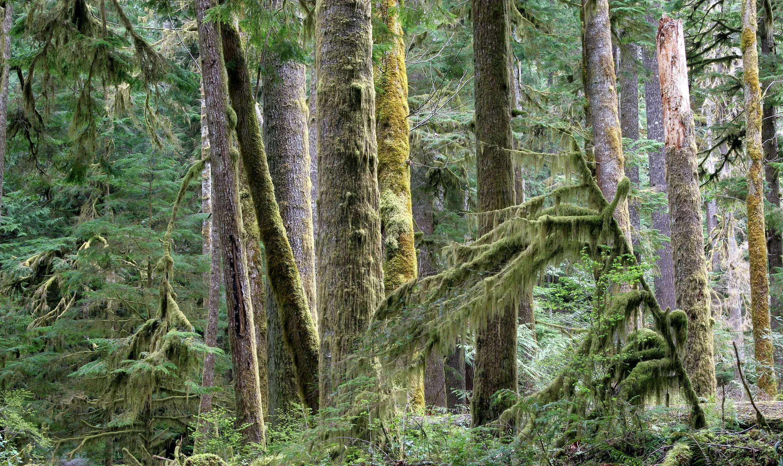 BARNES CREEK AND SURROUNDING FOREST (37).JPG