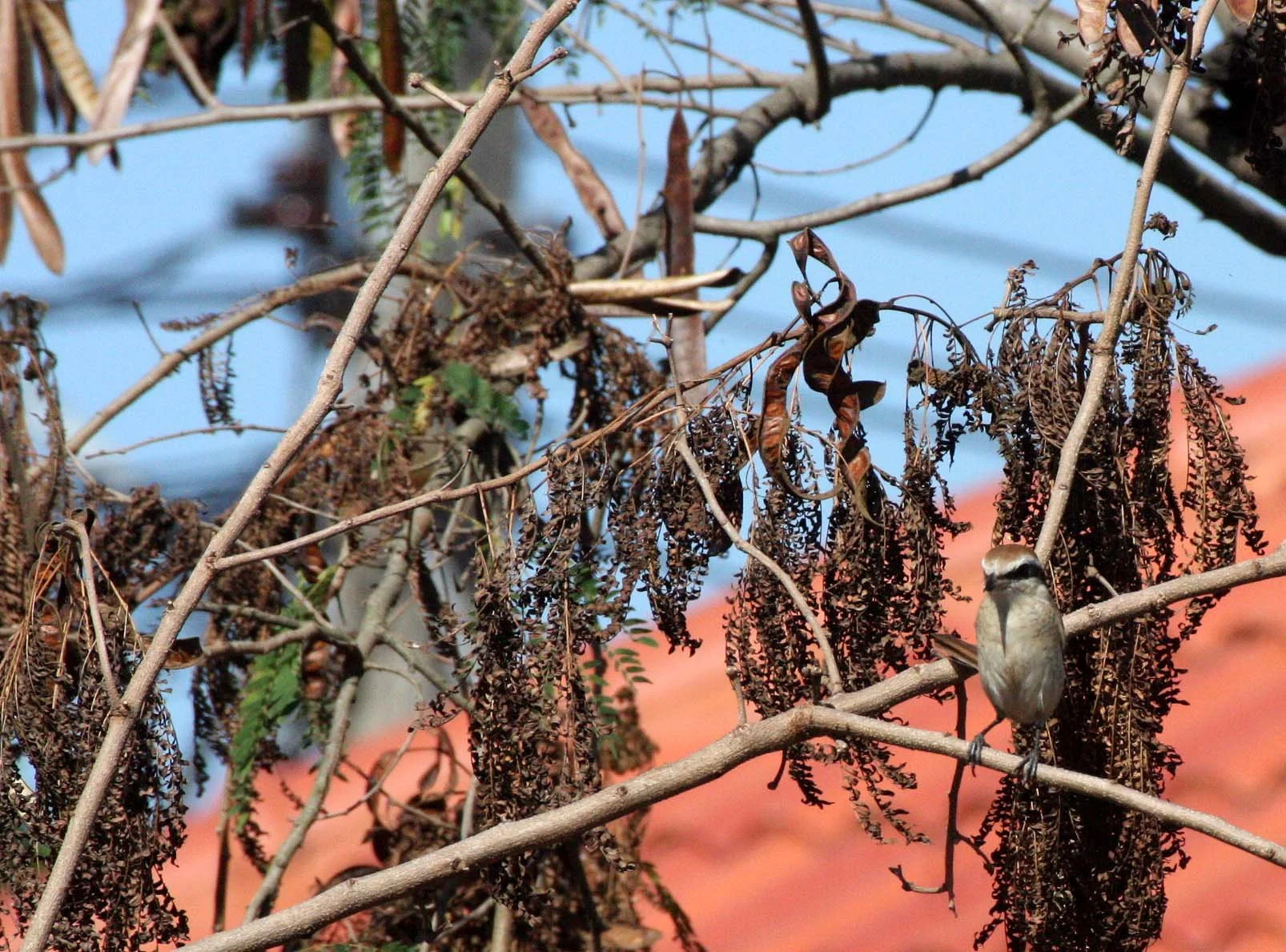 Brown Shrike (Lanius cristatus) Chiang Mai Thailand (7).JPG