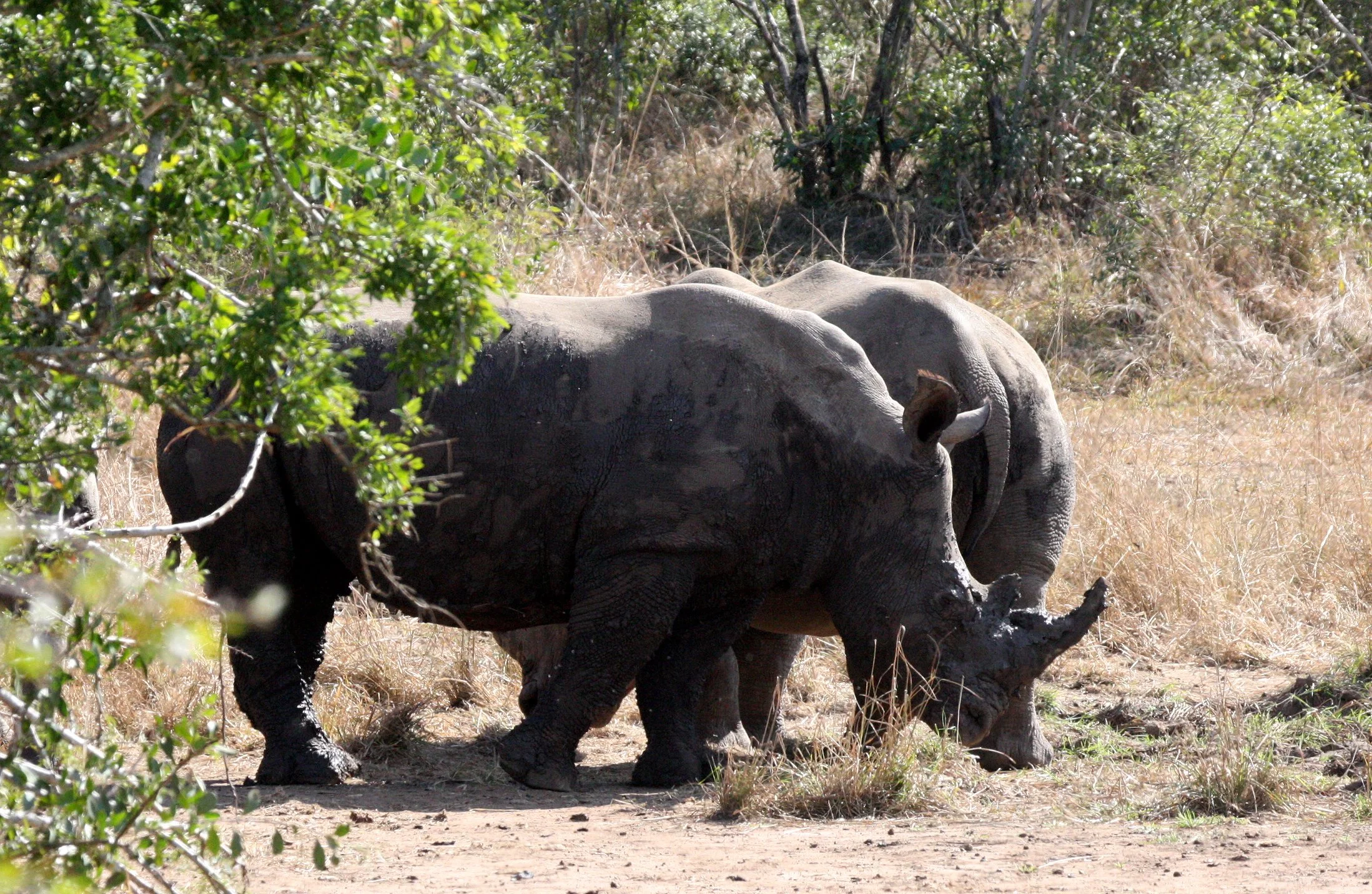 Ceratotherium simum simum - SOUTHERN WHITE RHINO - IMFOLOZI NATIONAL PARK SOUTH AFRICA (2).JPG