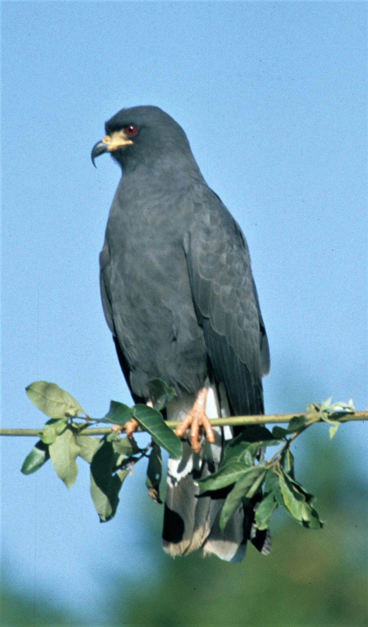 Rostrhamus sociabilis - SNAIL KITE - PANTANAL aa1.jpg