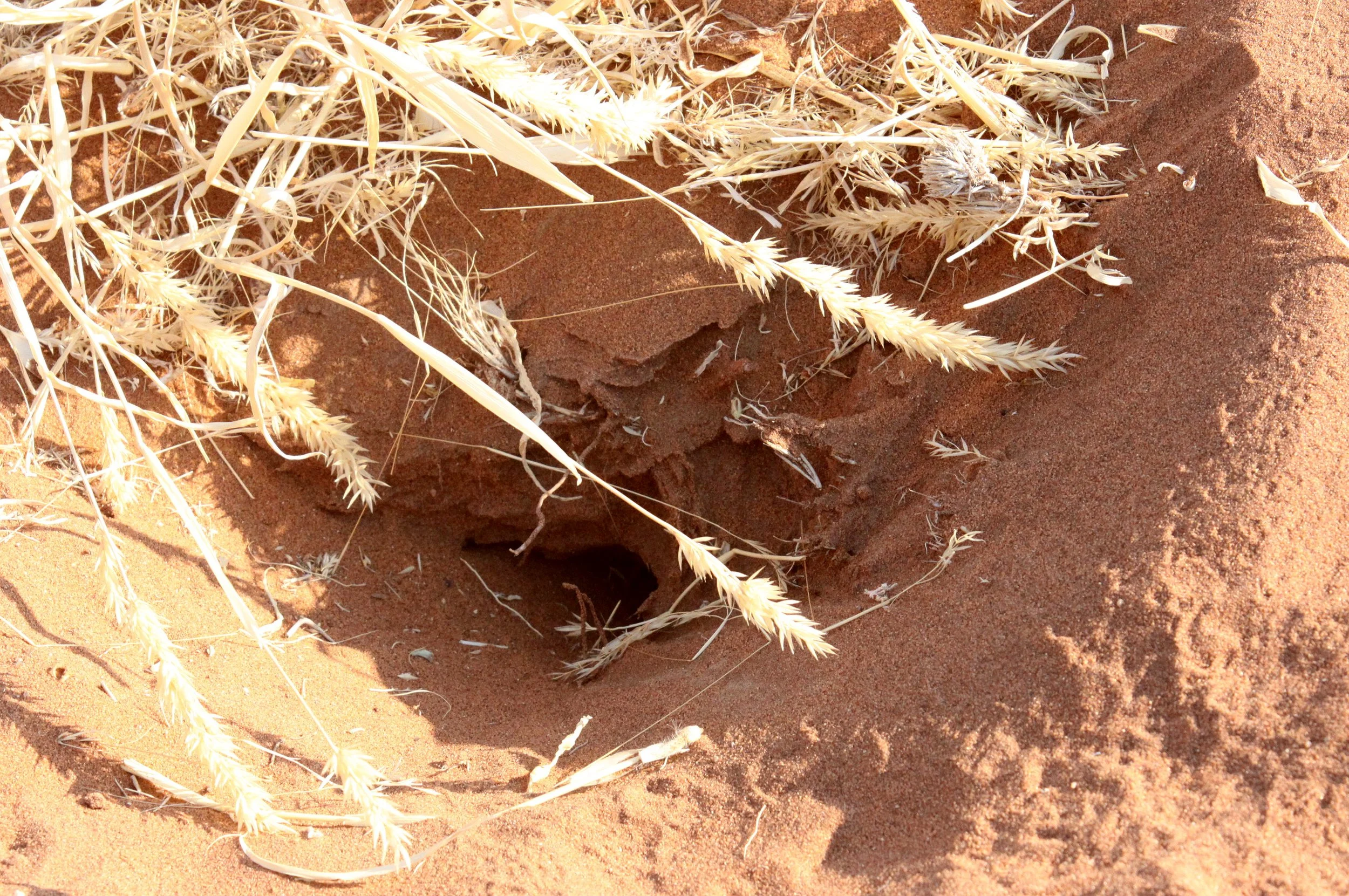 SOSSUSVLEI, NAMIB NAUKLUFT NATIONAL PARK, NAMIBIA - DEAD VLEI (86).JPG