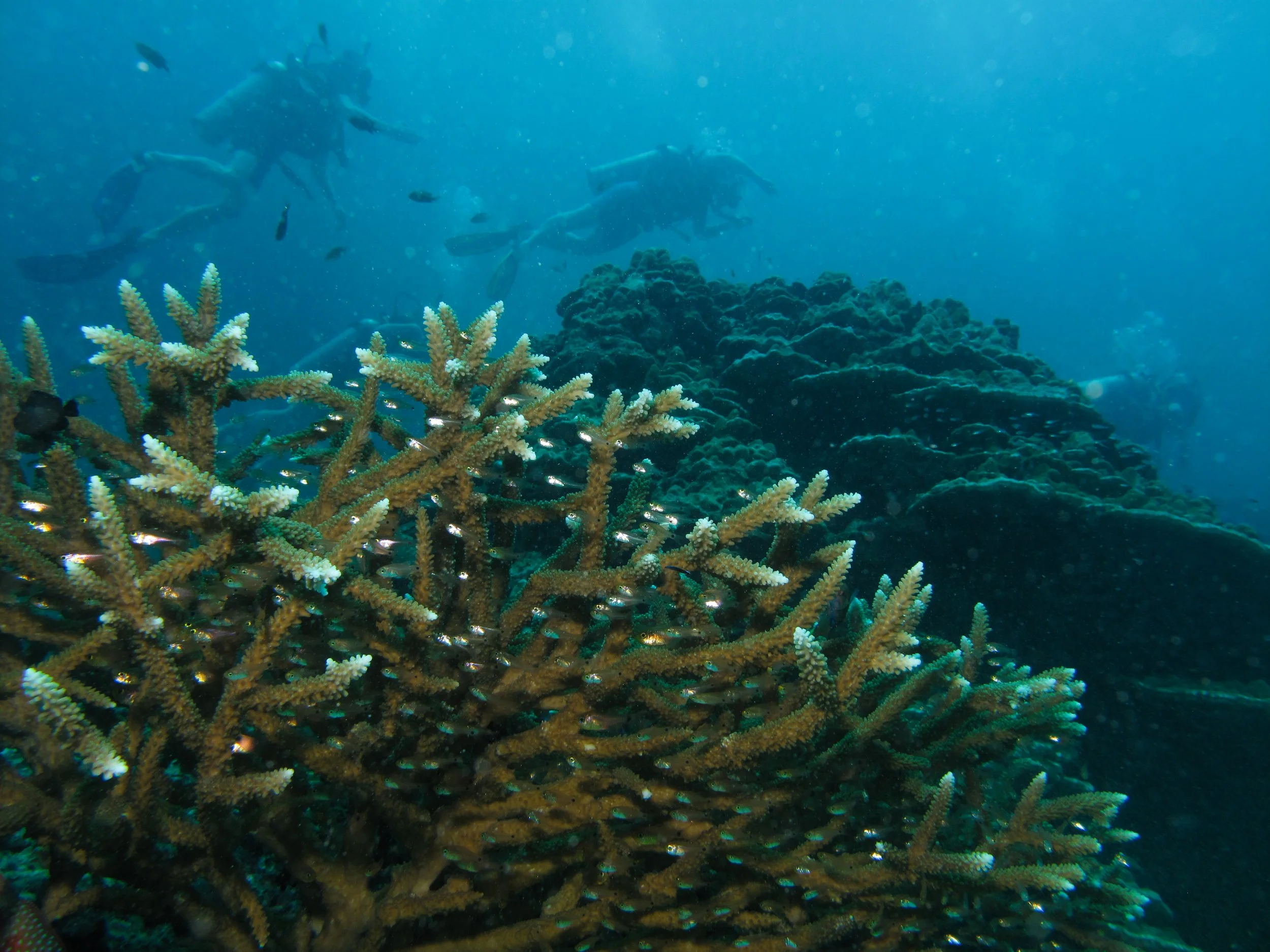 2013 Diving Koh Lanta (90).jpg
