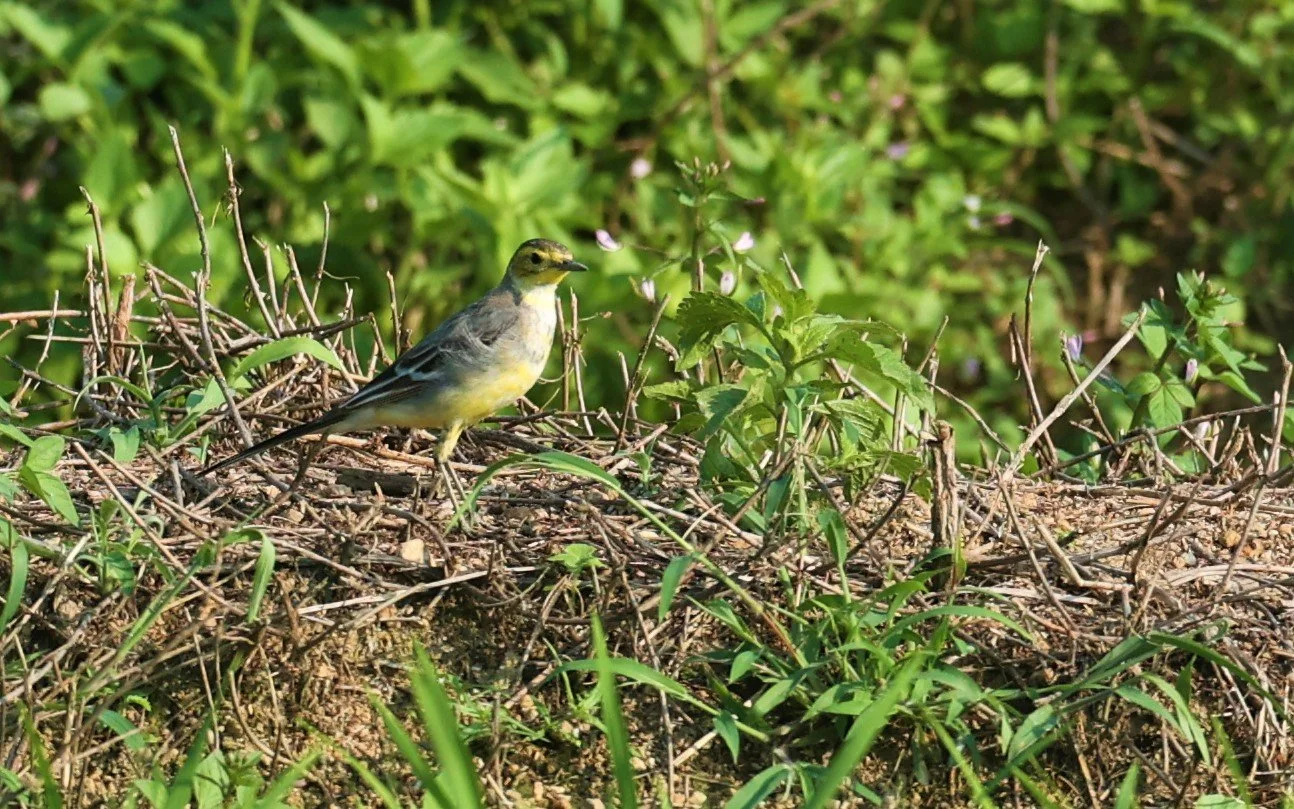 CITRINE WAGTAIL - Motacilla citreola - TATHORN RICEFIELDS CHIANG MAI FEB 2022 (67).jpg