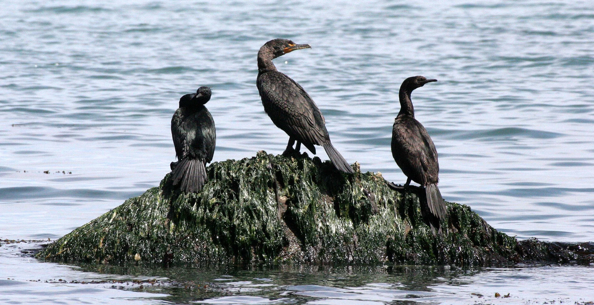 Nannopterum auritum - Double-crested Cormorant with Brown Pelican - Lake Farm Beach, Olympic Peninsula, Washington (4).JPG