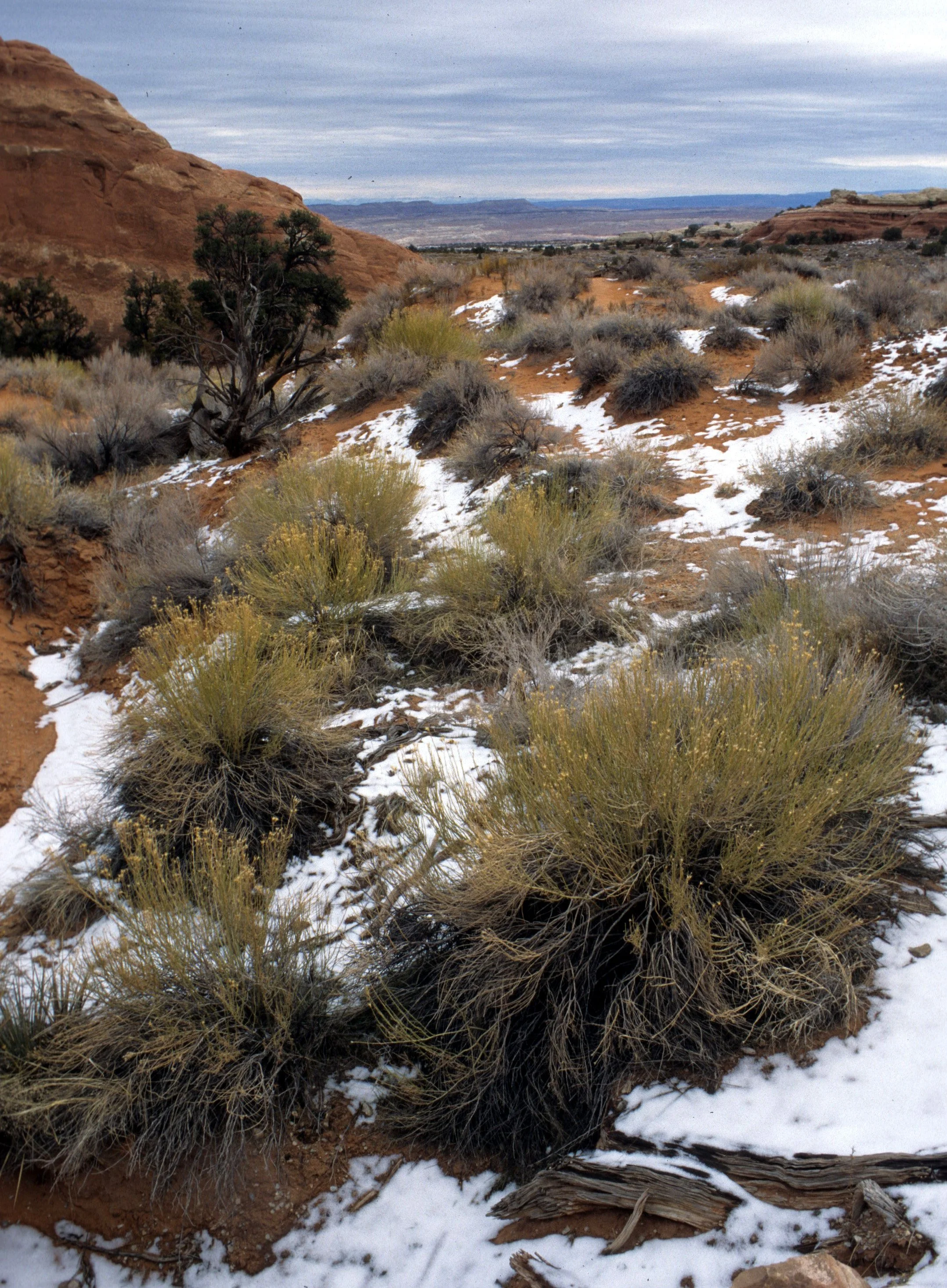 ANASAZILAND - CHRYSOTHAMNUS SPECIES - RABBIT BUSH A.jpg