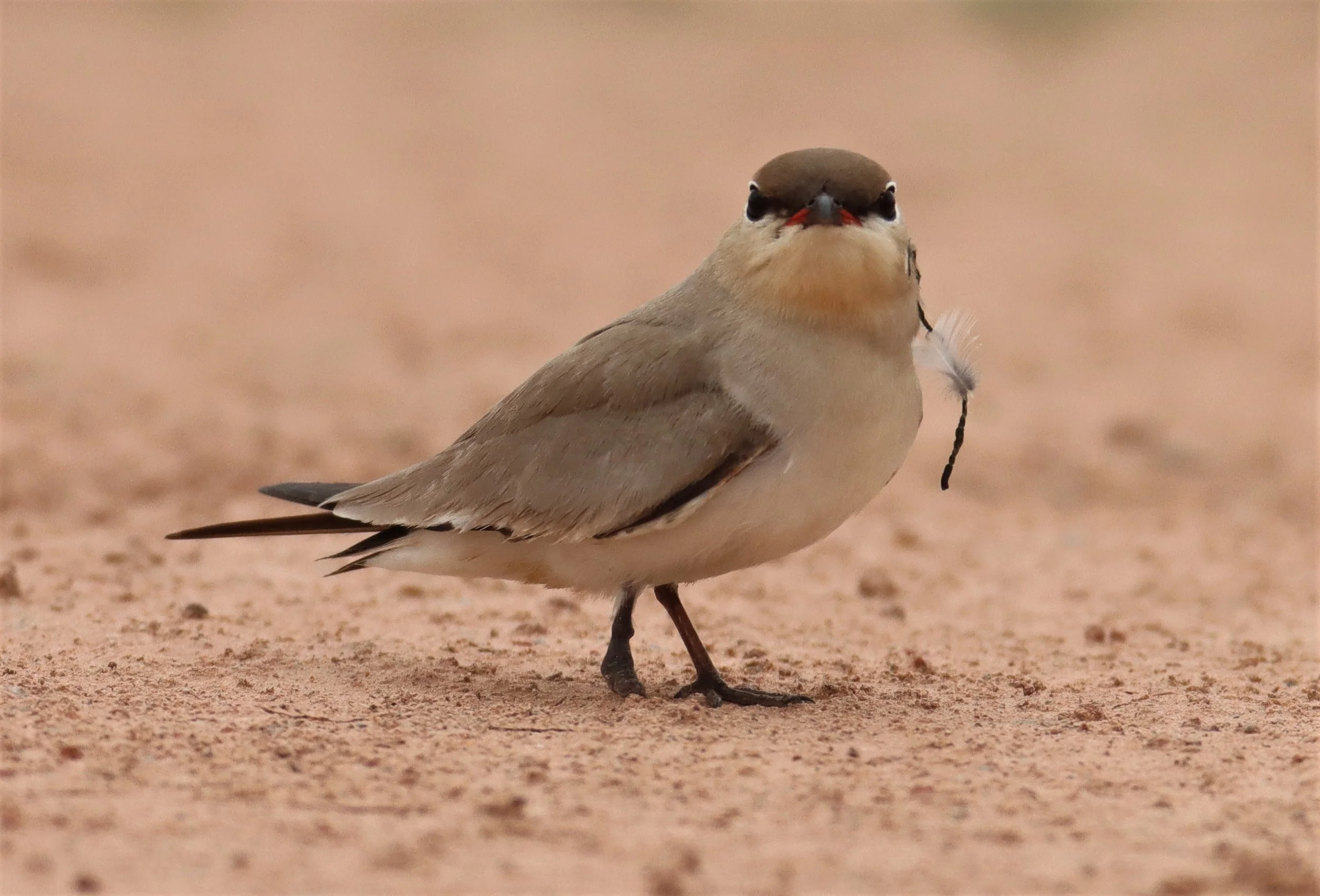 PRATINCOLE - SMALL PRATINCOLE - Glareola lactea - KABIN BURI WETLANDS 15KM OUT ON 304 (59).jpg