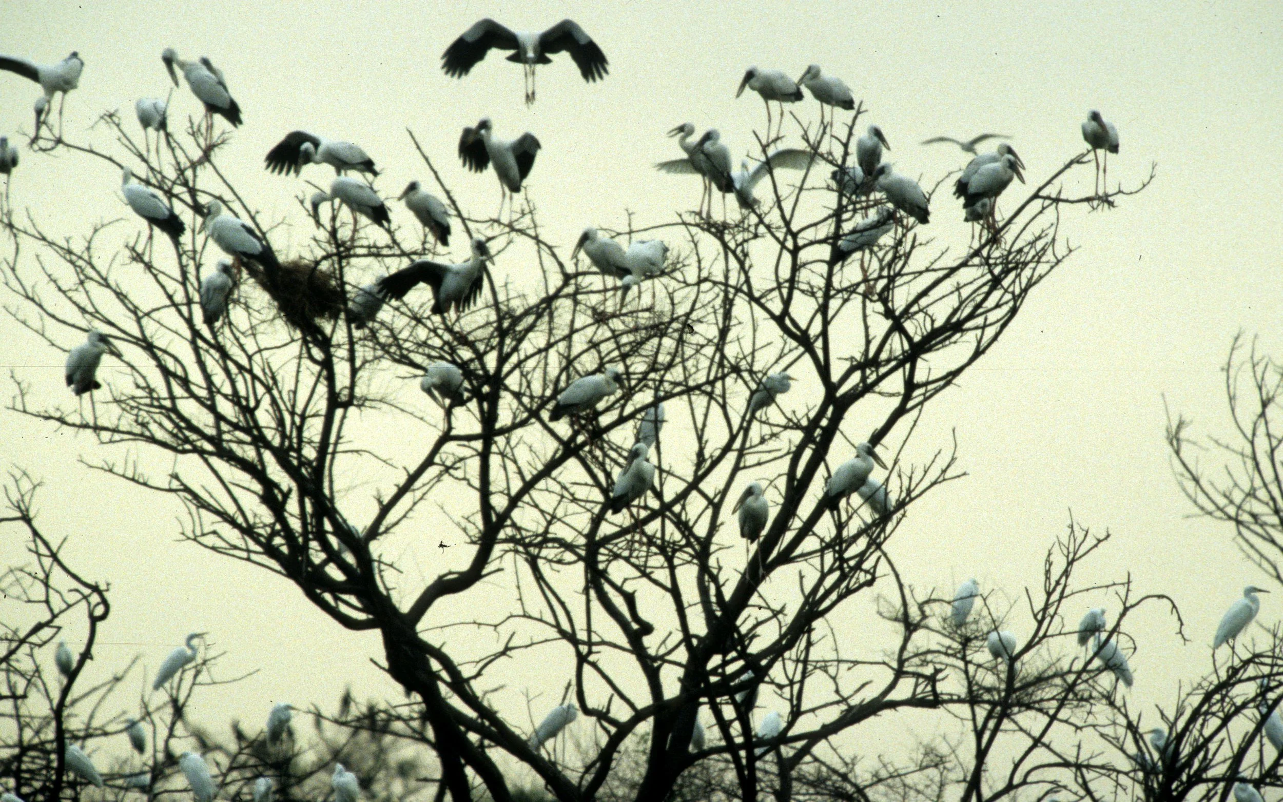 BIRD - STORK - ASIAN OPEN-BILLED - KALEODEO INDIA.jpg