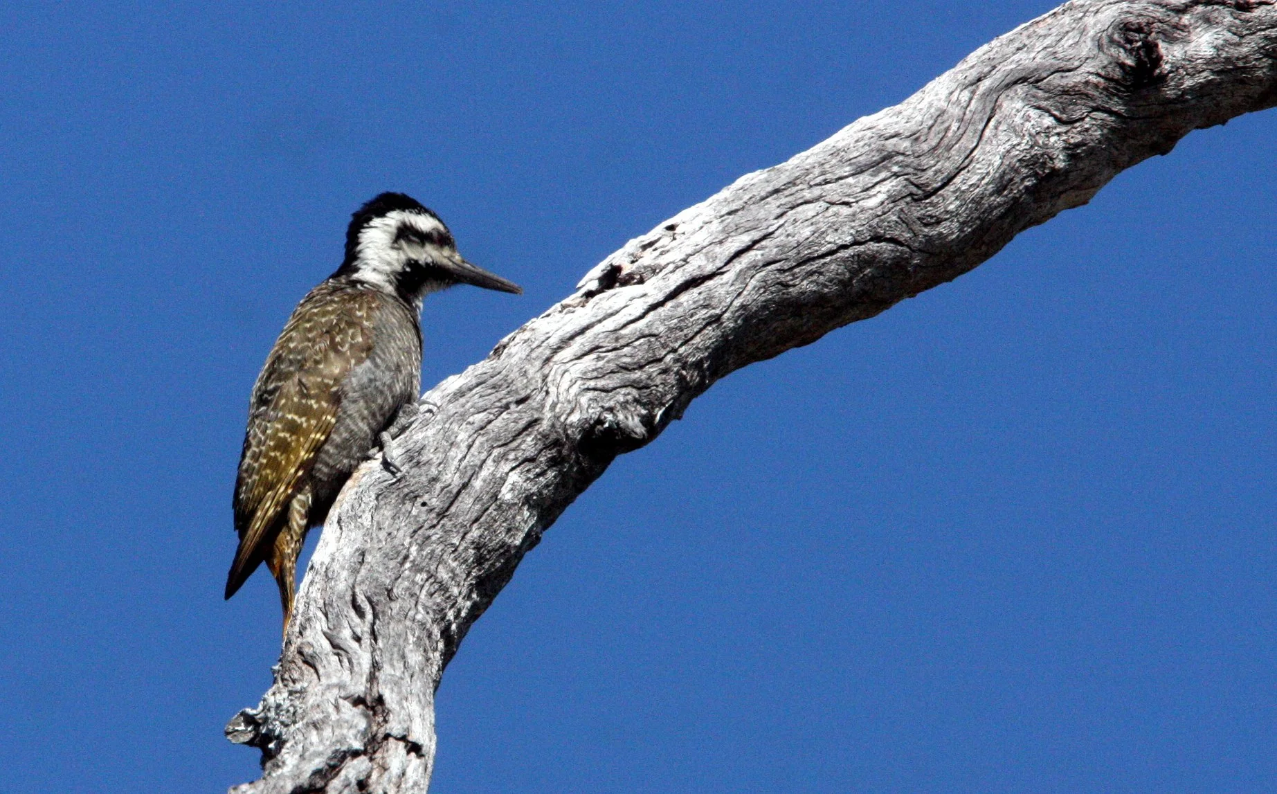 BIRD - WOODPECKER - BEARDED WOODPECKER - DENDROPICOS NAMAQUUS - FEMALE - KHWAI CAMP OKAVANGO BOTSWANA (10).JPG