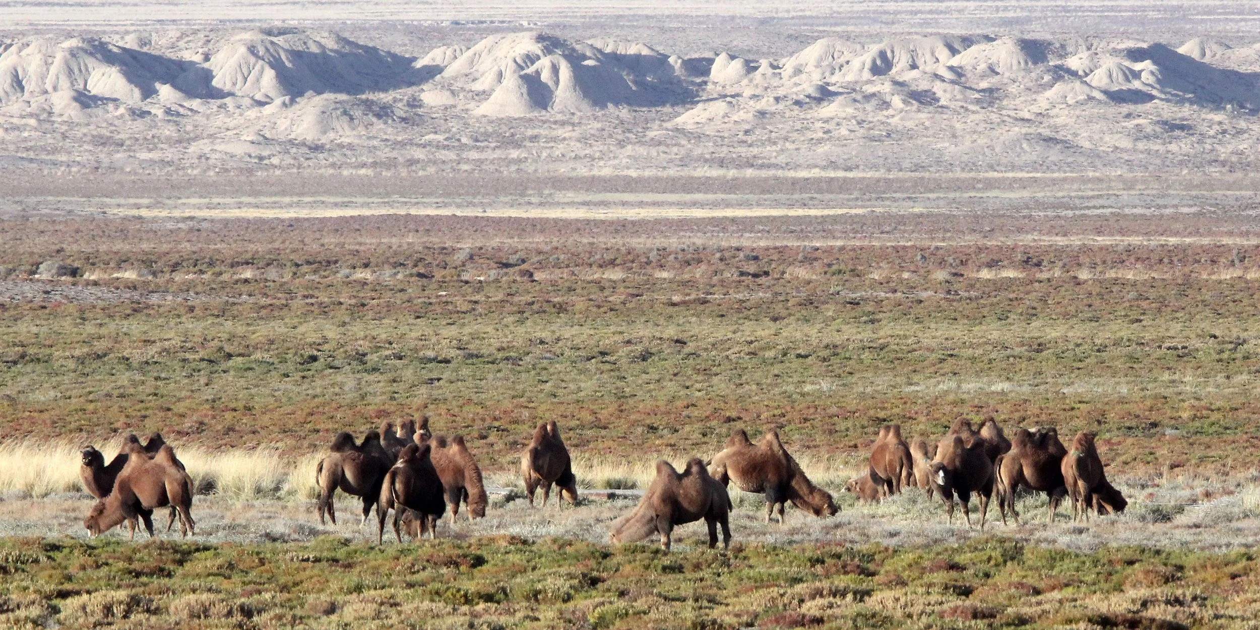 Camelus bactrianus - BACTRIAN CAMEL - CHAKA LAKE QINGHAI CHINA - DOMESTIC (22).JPG