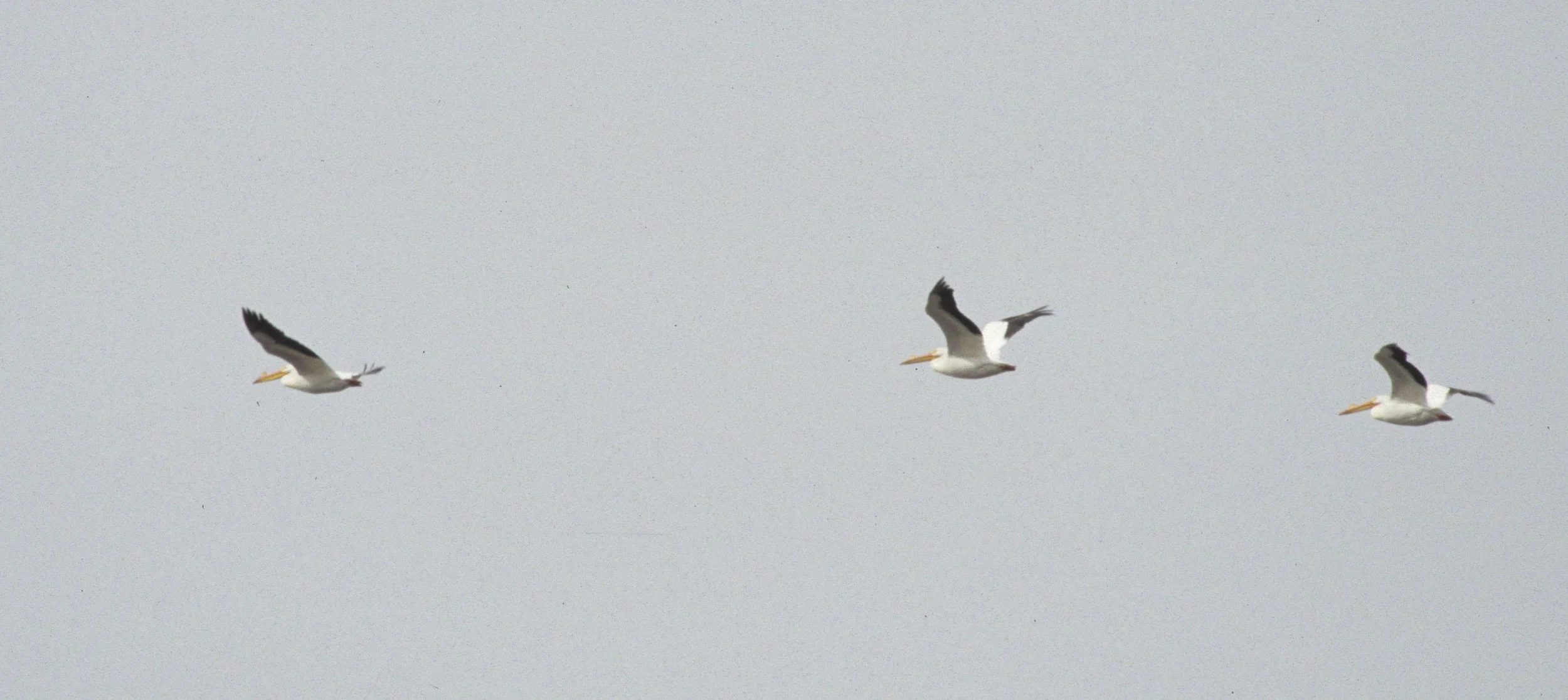 Pelecanus erythrorhynchos - AMERICAN WHITE PELICAN - KLAMMATH BASIN (1).jpg