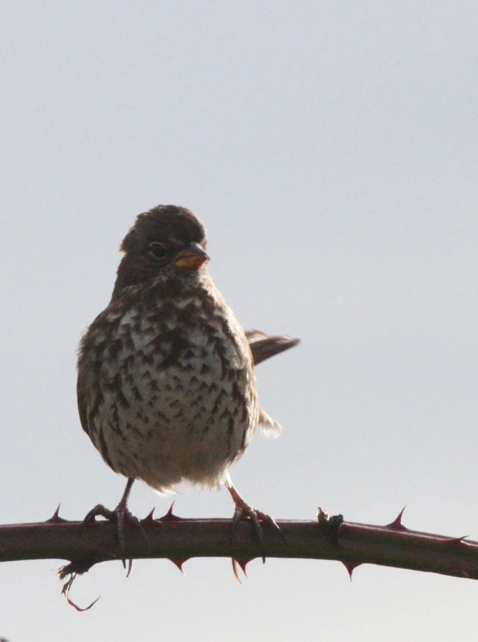 BIRD - SPARROW - FOX SPARROW - JAMESTOWN WA (7).JPG