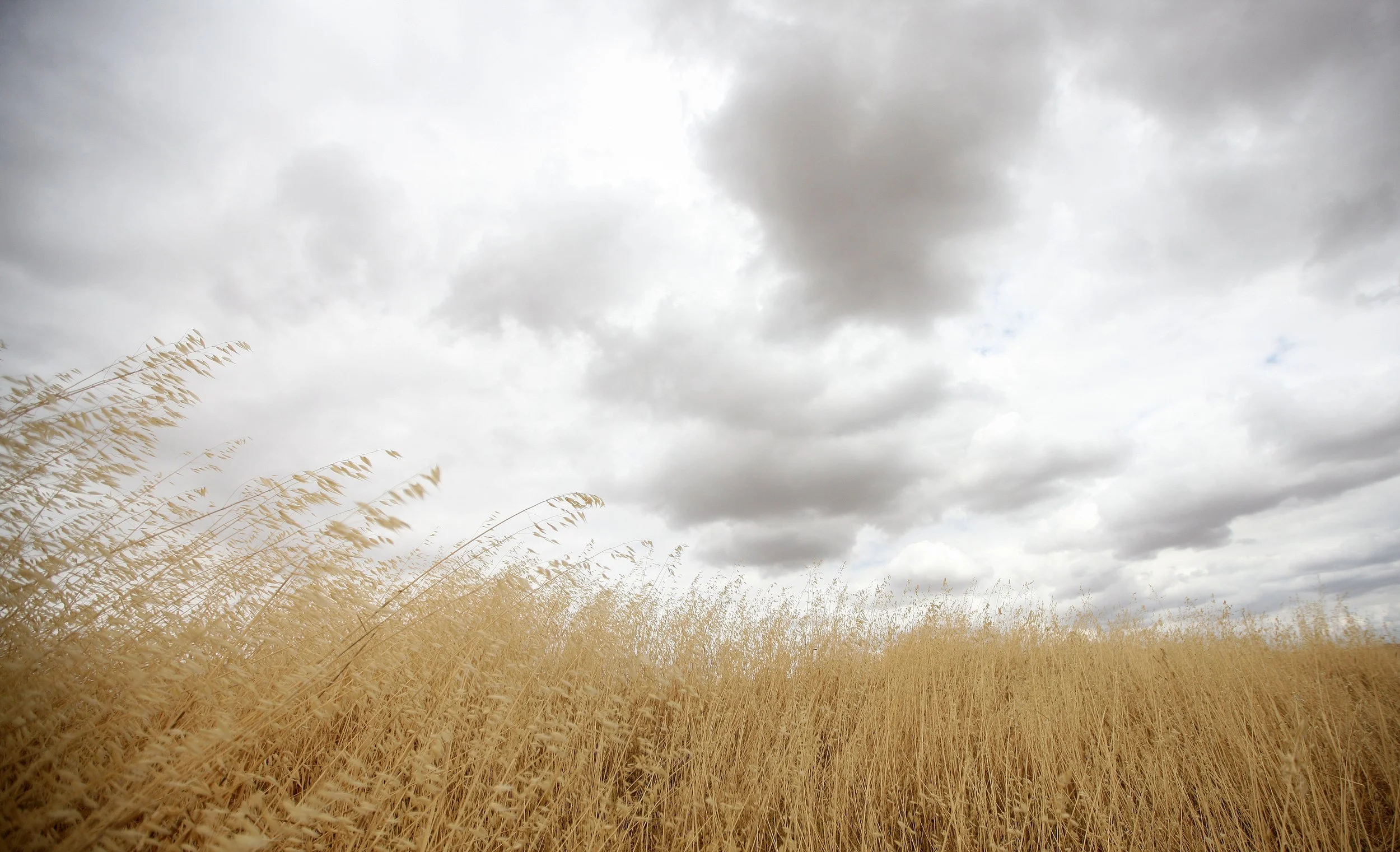 MALPARTIDA & MIRABELA GRASSLANDS SPAIN (5).JPG