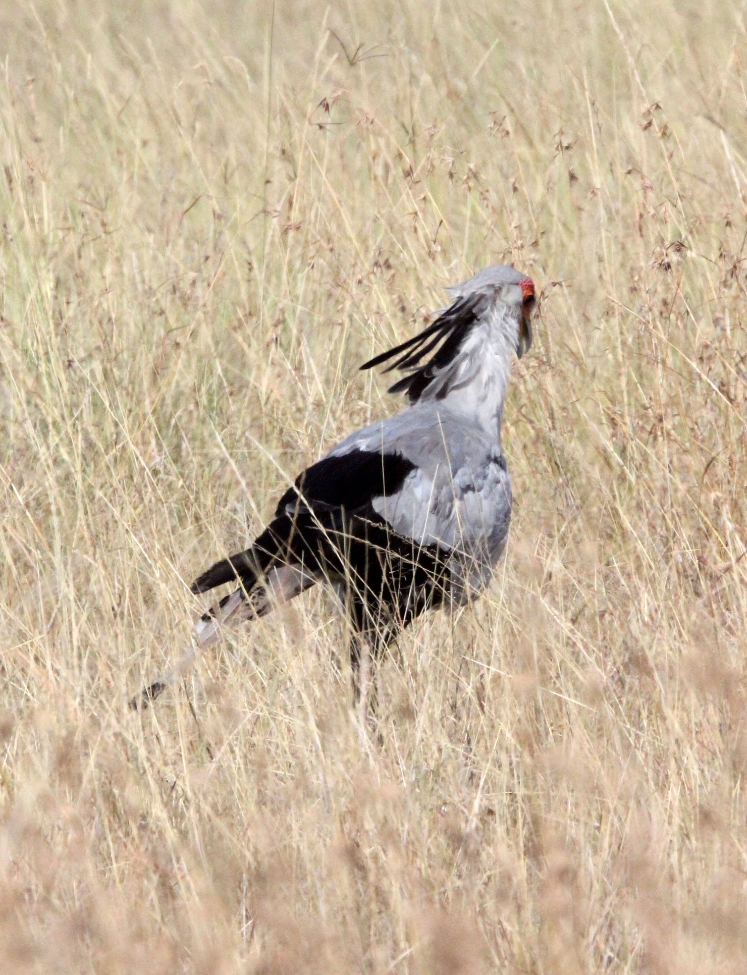 BIRD - SECRETARY BIRD - MASAI MARA NATIONAL PARK KENYA.JPG