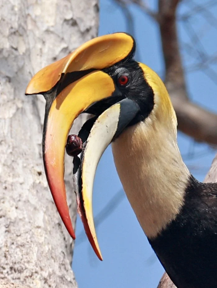 Great hornbill (Buceros bicornis) Pak Chong Mu Si Municipality Feb 2026 (56).jpg