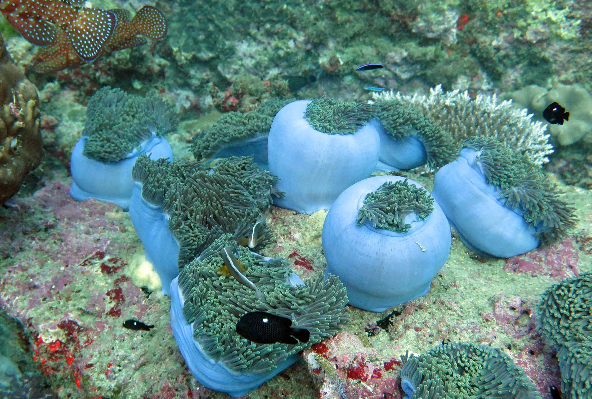 2014 Similan Islands Marine Park Thailand ISB Dive Trip (22).JPG