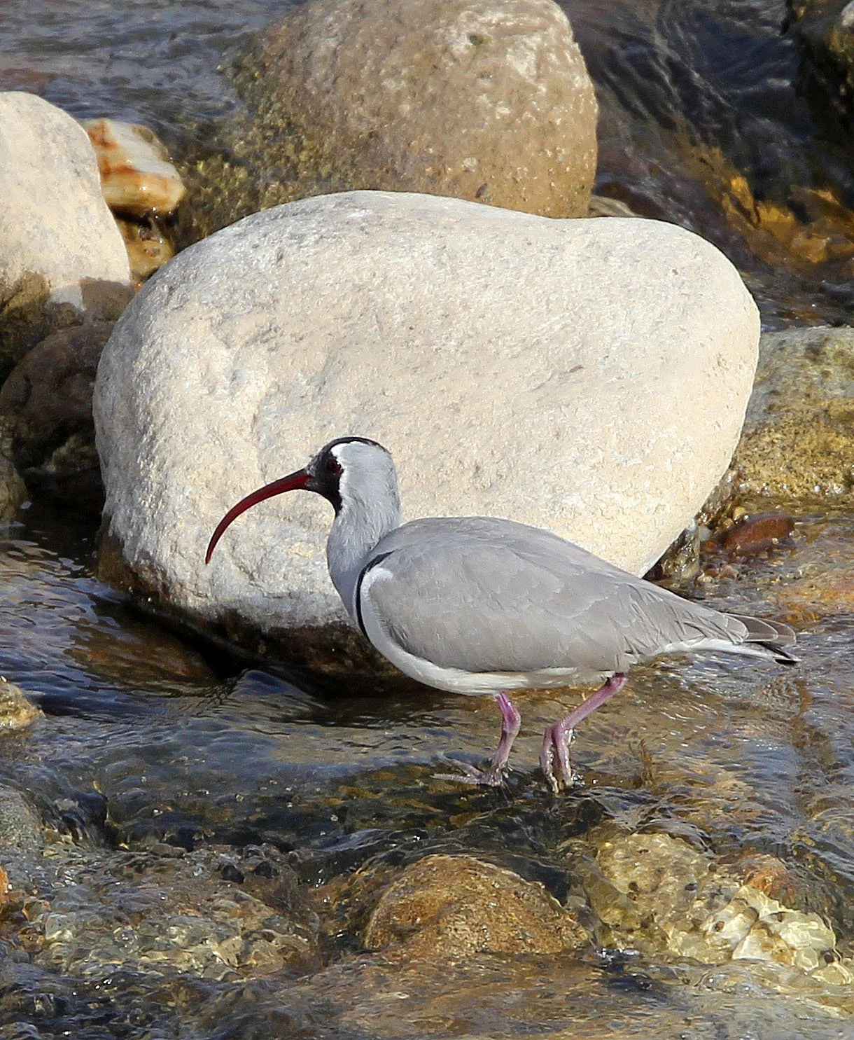 BIRD - IBISBILL - FOPING CITY, SHAANXI CHINA (42).JPG