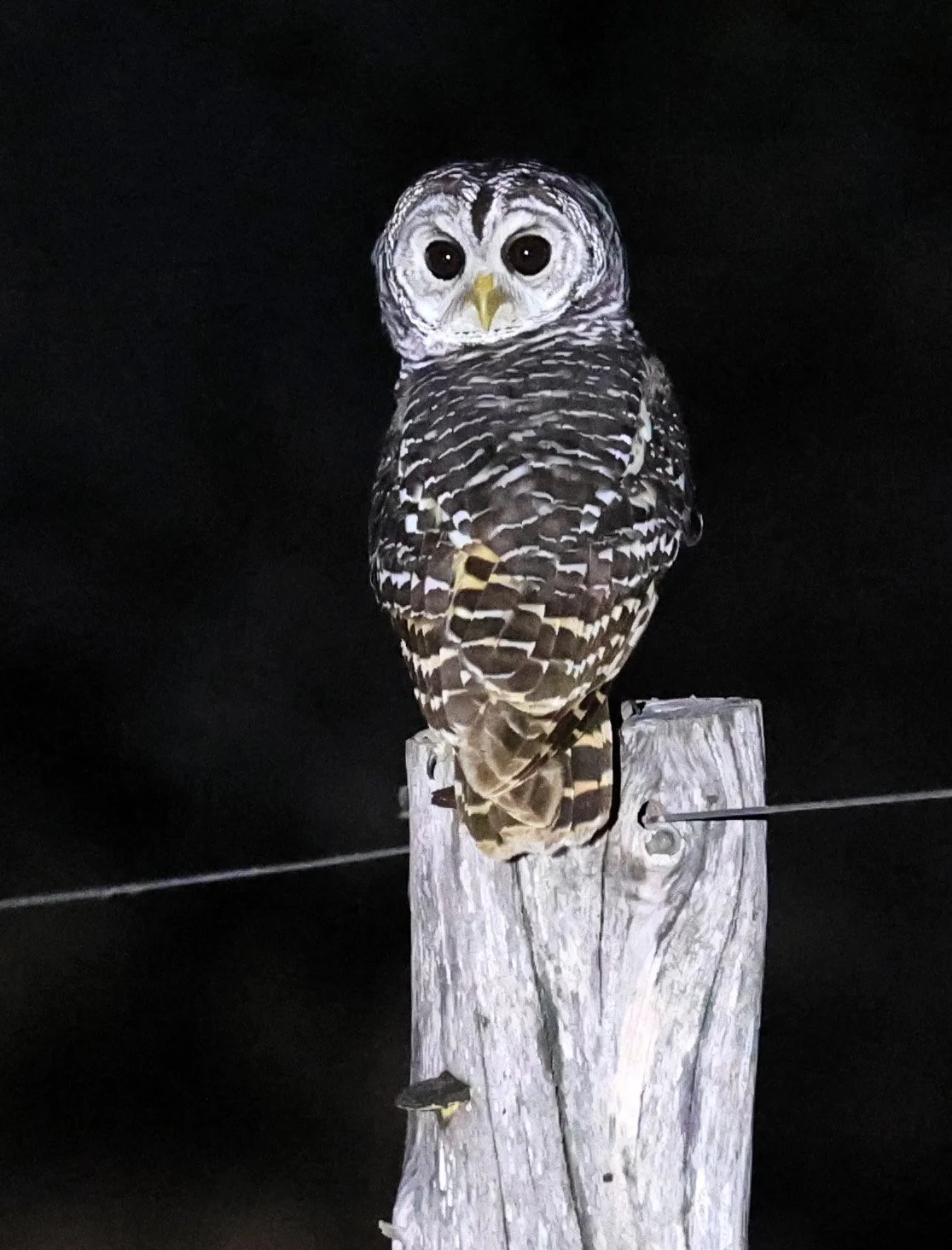 Chaco Owl (Strix chacoensis) Fortin Toledo 