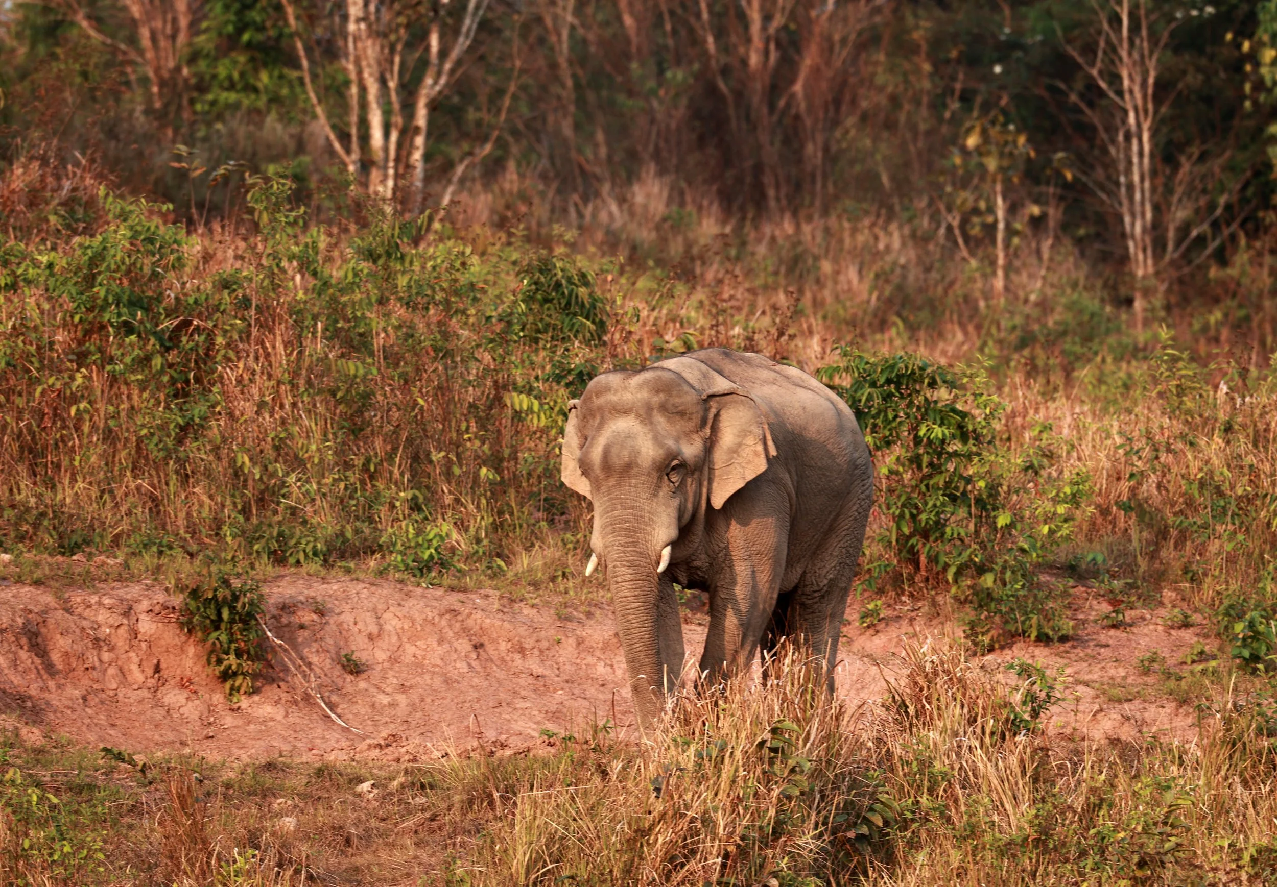 Asian Elephant (Elephas maximus) Khao Yai National Park, Thailand (19).jpg