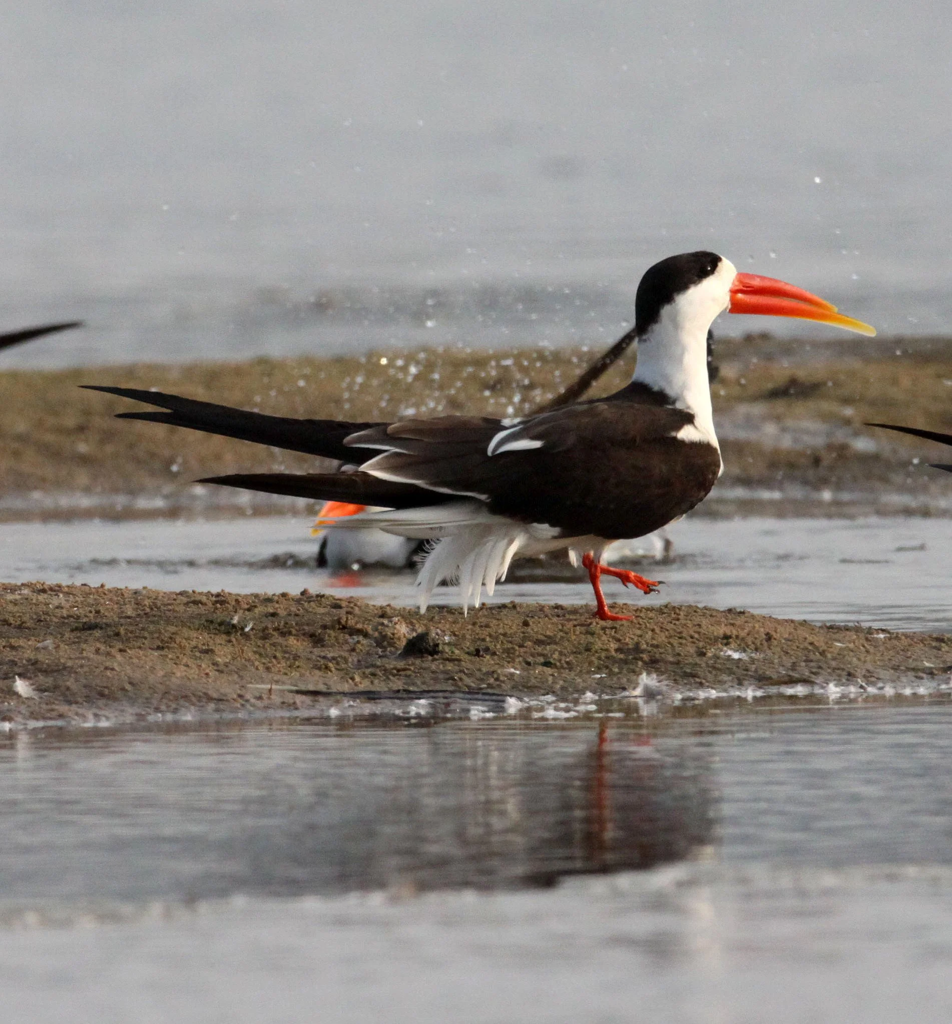 BIRD - SKIMMER - INDIAN SKIMMER - CHAMBAL SANCTUARY INDIA (41).JPG