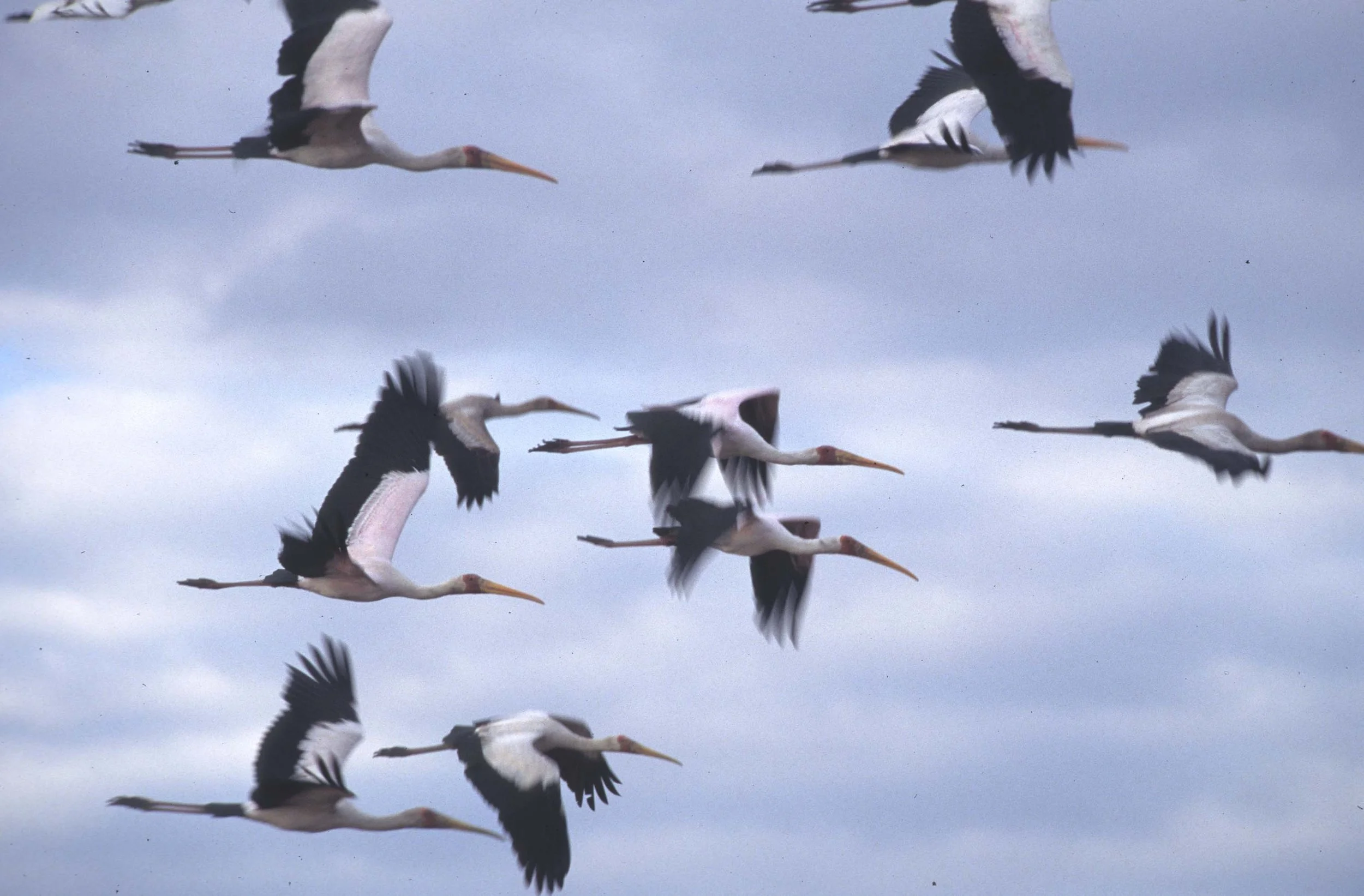 STORK - YELLOW-BILLED STORK - Mycteria ibis - CHOBE NATIONAL PARK BOTSWANA (16).jpg
