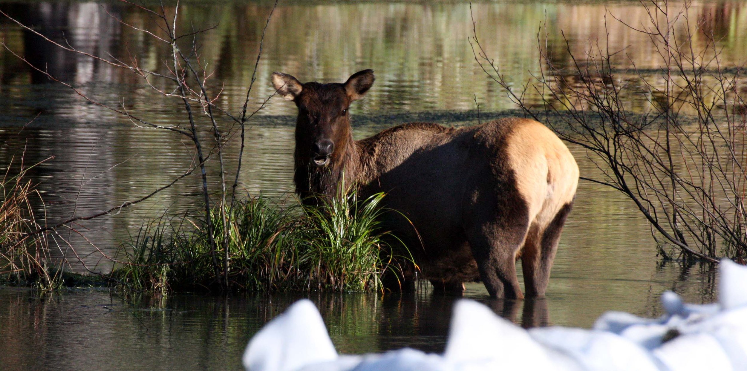 CERVID - ELK- ROOSEVELT ELK - HOH RAINFOREST WA (2).JPG
