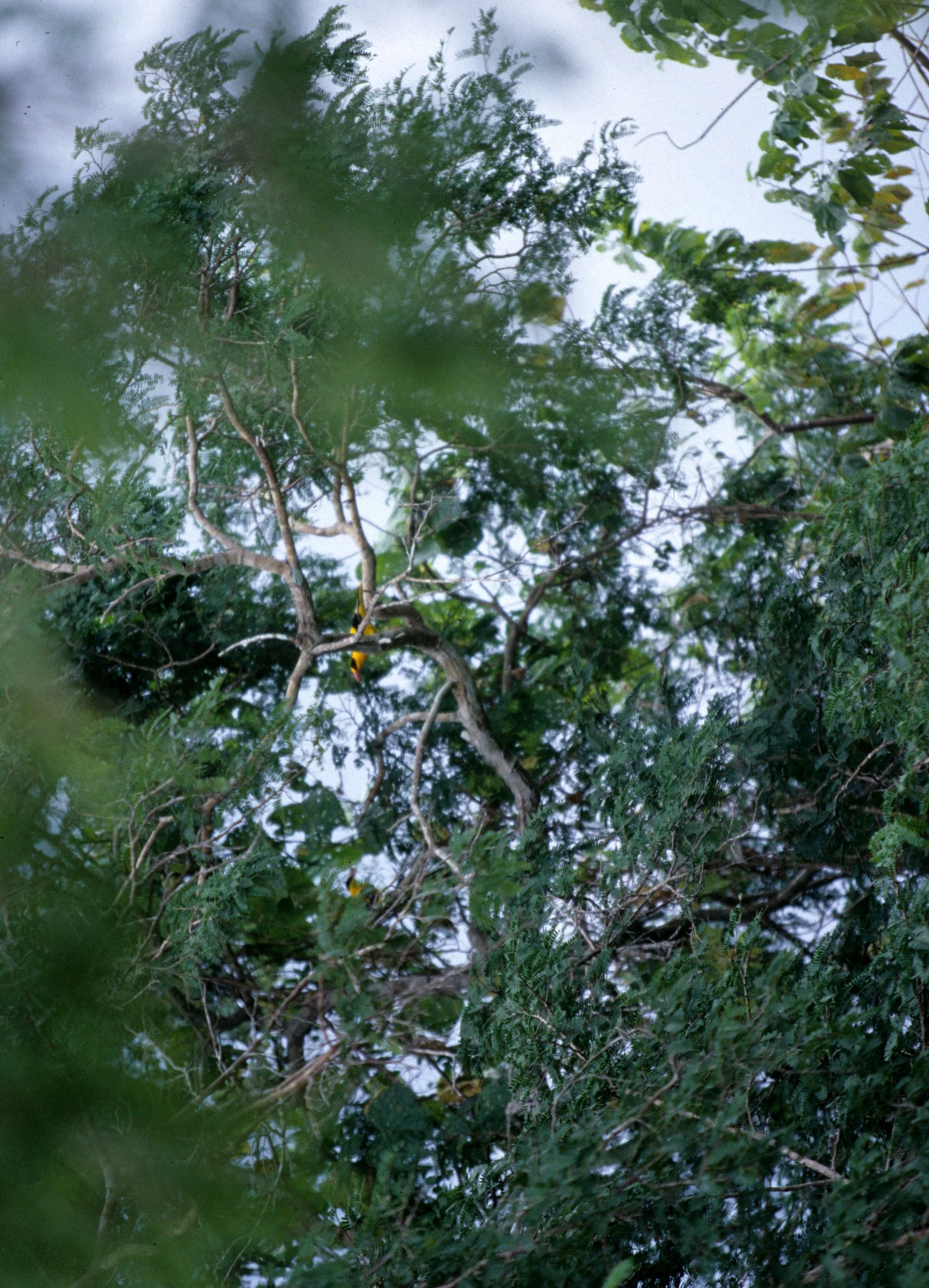 BIRD - ORIOLE SPECIES - KOMODO ISLAND.jpg