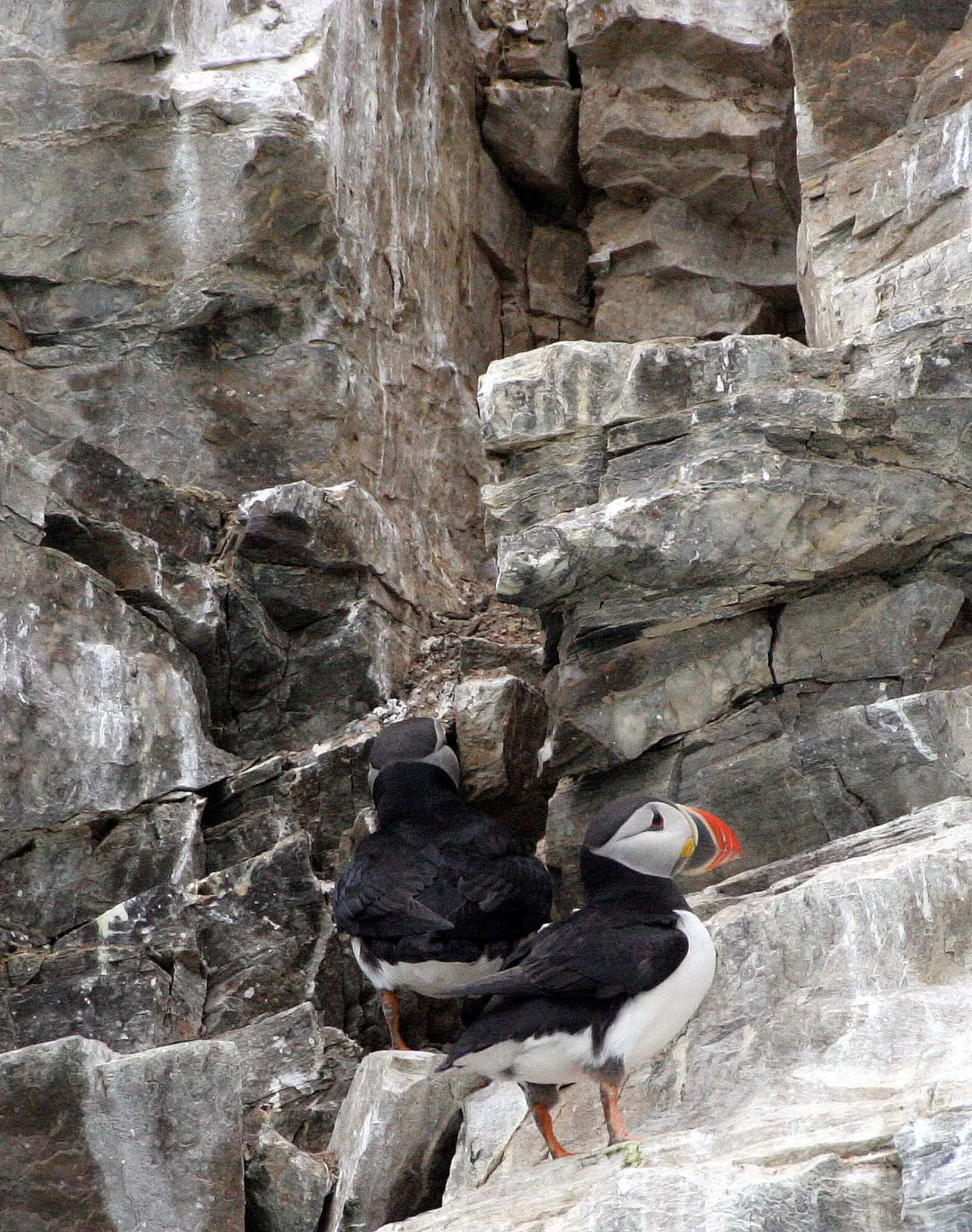 Fratercula arctica - ATLANTIC PUFFIN - SVALBARD (64).jpg