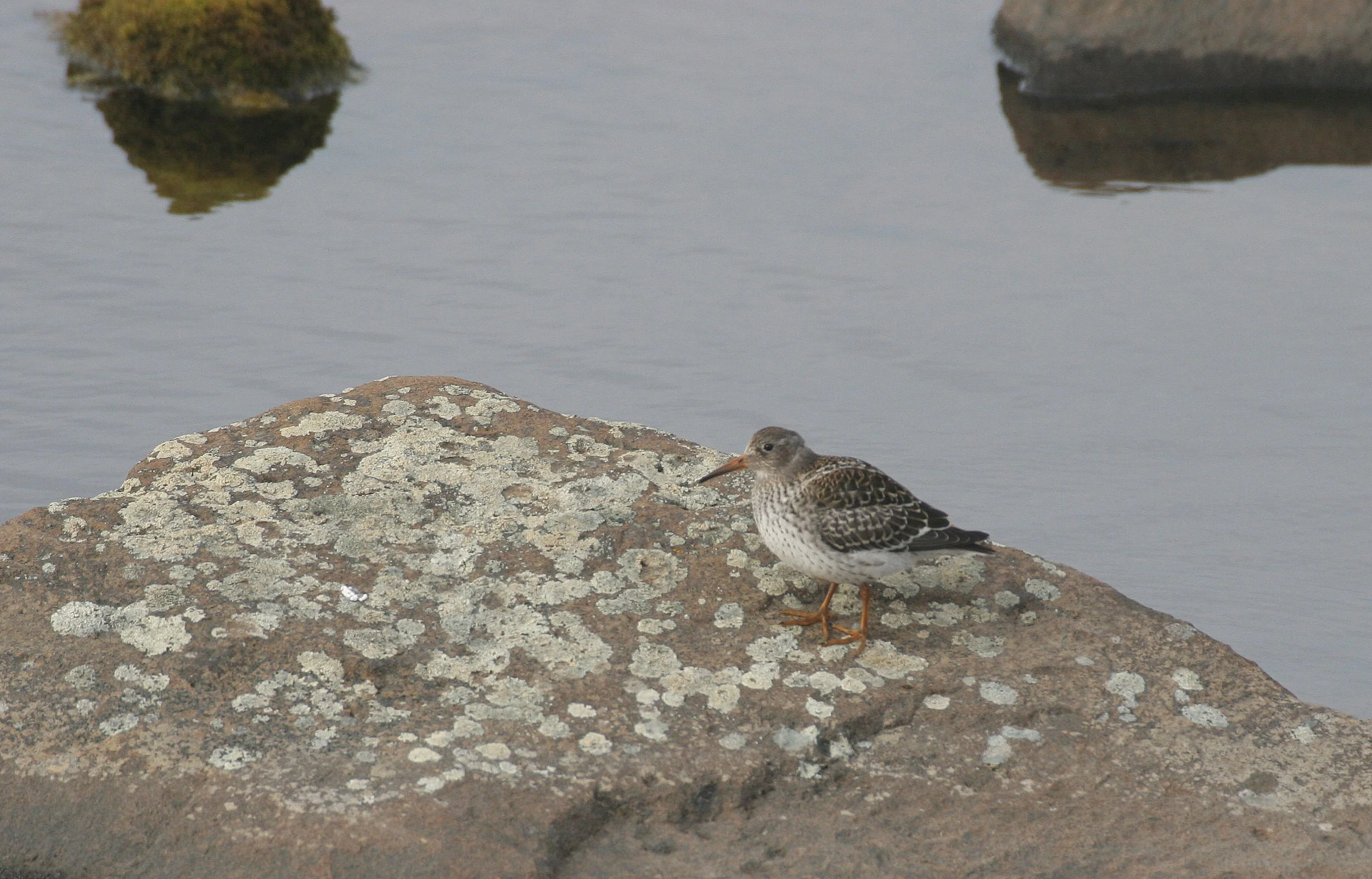 BIRD - SANDPIPER - PURPLE SANDPIPER - SVALBARD (11).jpg