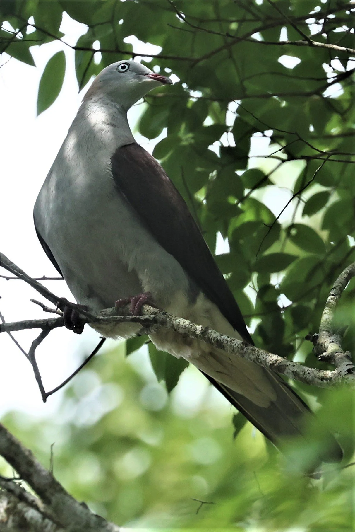 Mountain Imperial-Pigeon (Ducula badia) KhaoYai NP Thailand (21).jpg