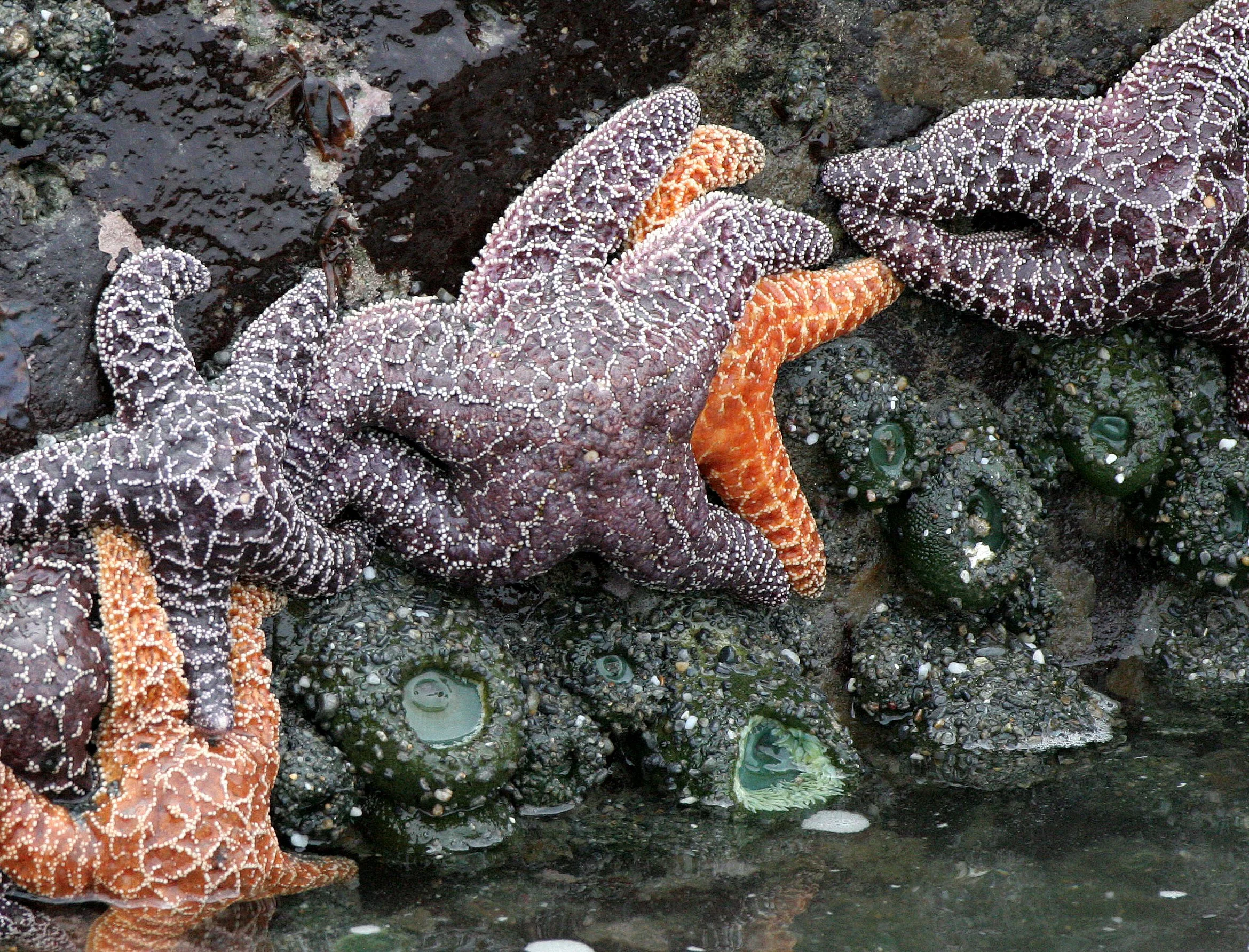 INVERTS - INTERTIDAL - ECHINODERM - PISASTER OCHRACEOUS - BEACH FOUR TIDE POOLS WA (12).JPG