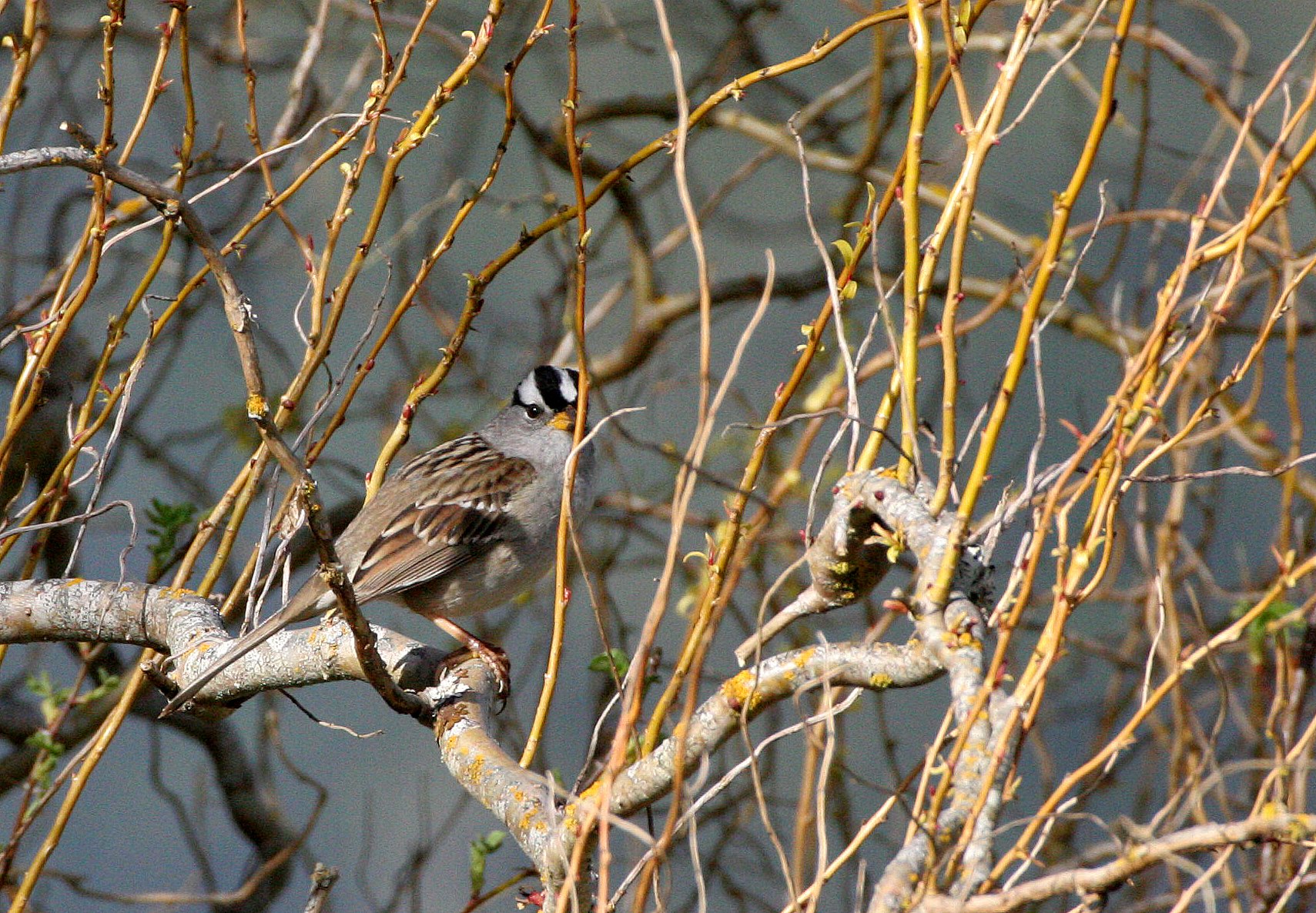 White-crowned Sparrow (Zonotrichia leucophrys) Lake Farm Woods Olympic Peninsula Washington (23).JPG