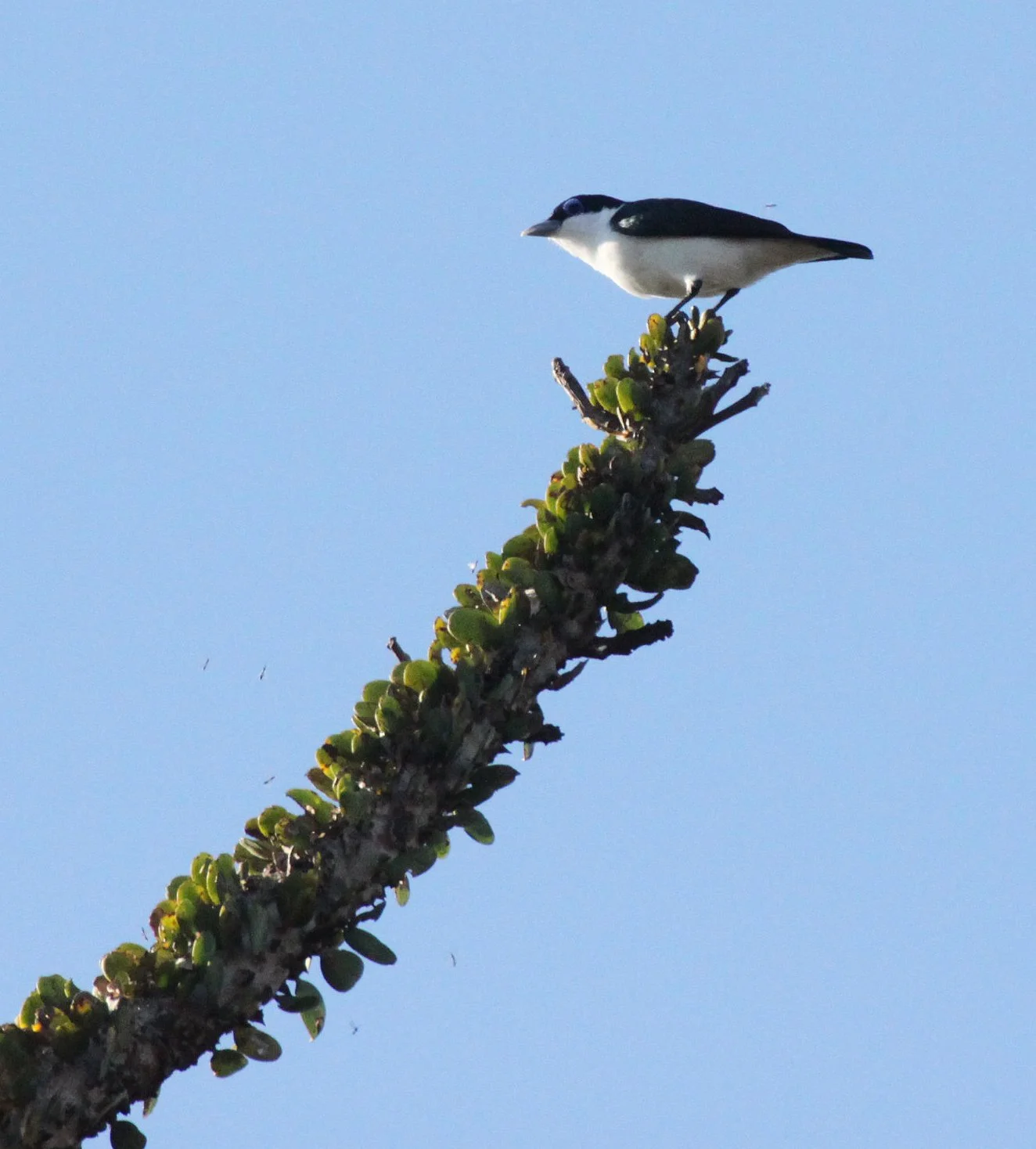 Leptopterus chabert - Chabert Vanga - Berenty Reserve, Madagascar (12).JPG
