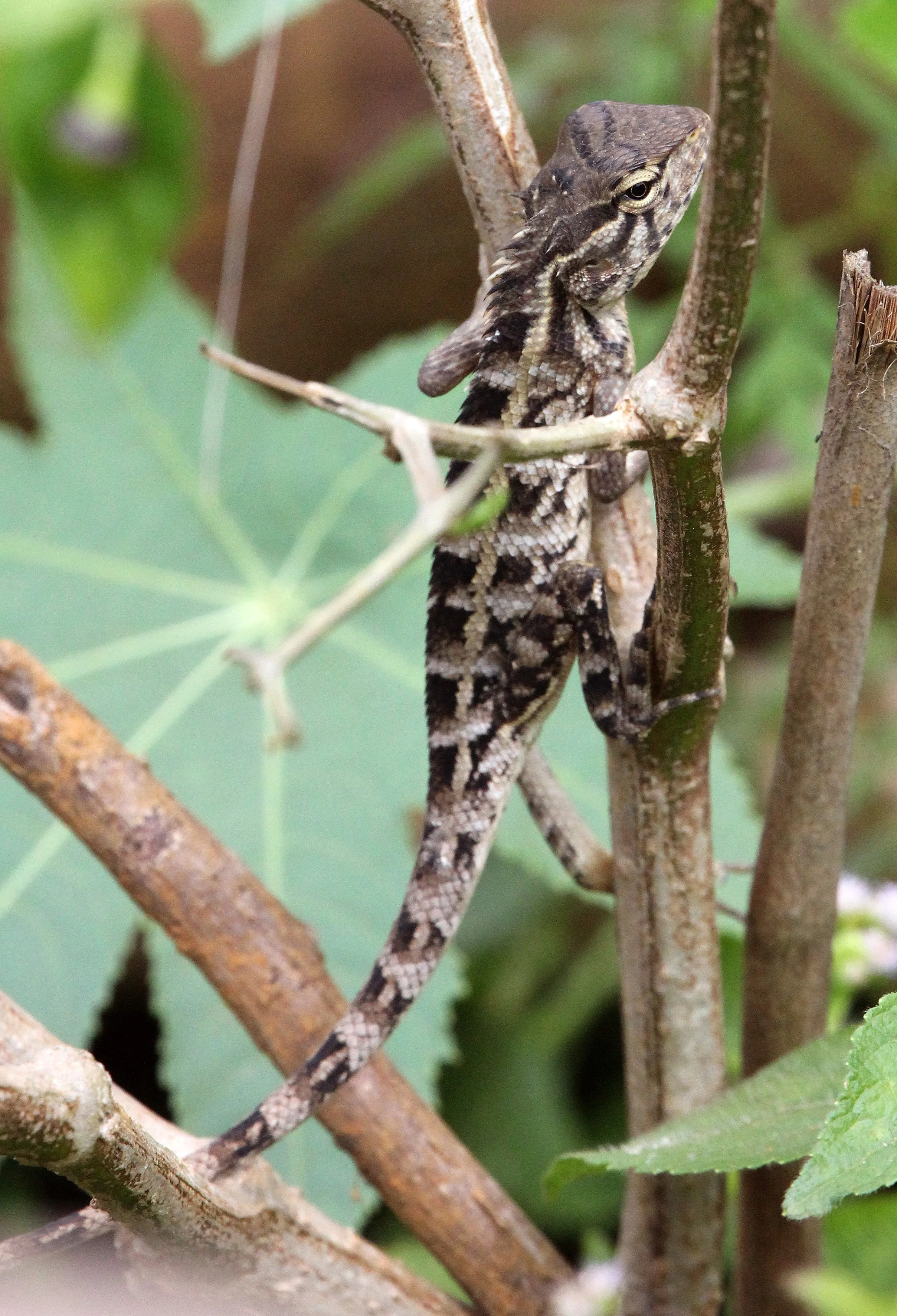 Calotes liolepis - SRI LANKA AGAMA -  KITULGALA NATIONAL FOREST RESERVE SRI LANKA (4).JPG