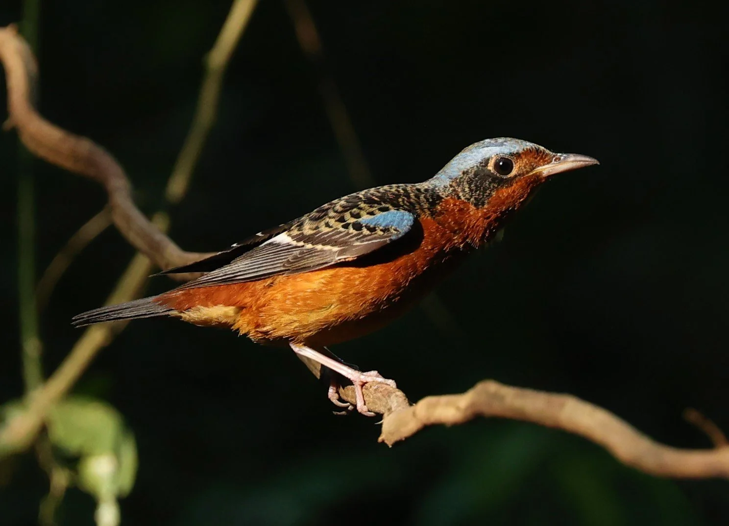 ROCK-THRUSH - WHITE-THROATED ROCK-THRUSH - Monticola gularis - WAT THAM PRATHUM CHONBURI JAN 30 2022 (28).jpg