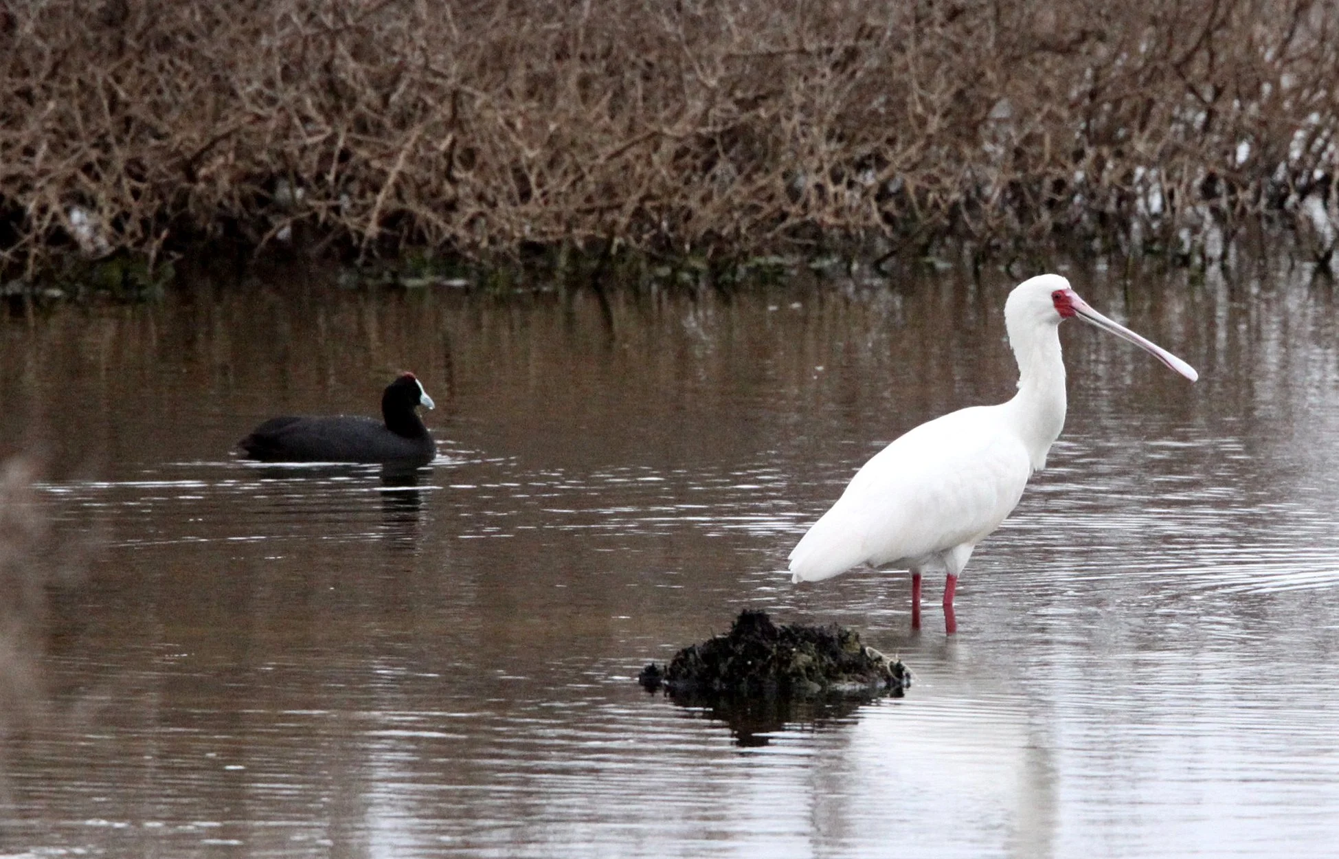 SPOONBILL - AFRICAN SPOONBILL - Platalea alba - DE HOOP RESERVE SOUTH AFRICA (4).JPG