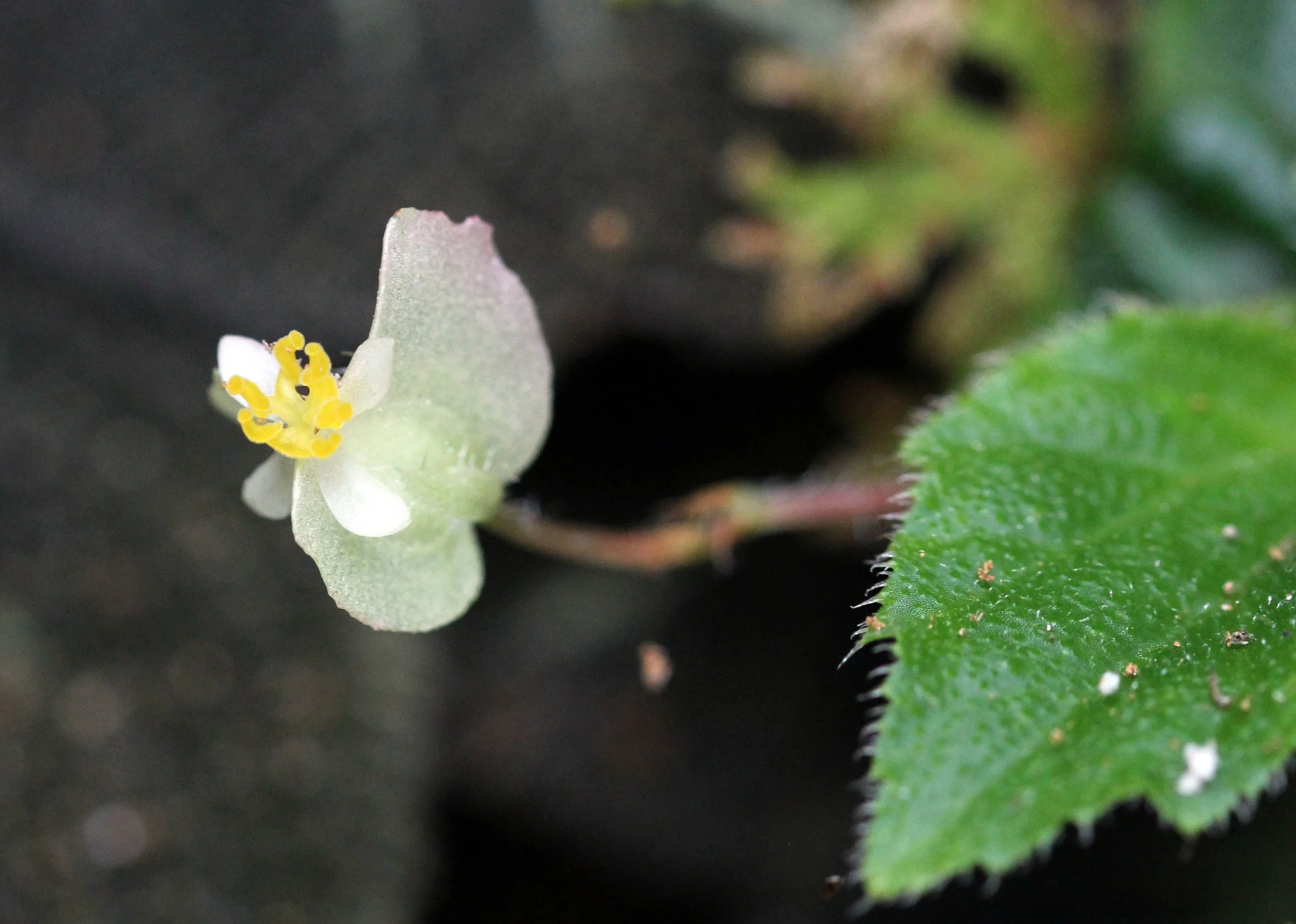 KITULGALA FOREST PRESERVE, SRI LANKA (44).JPG