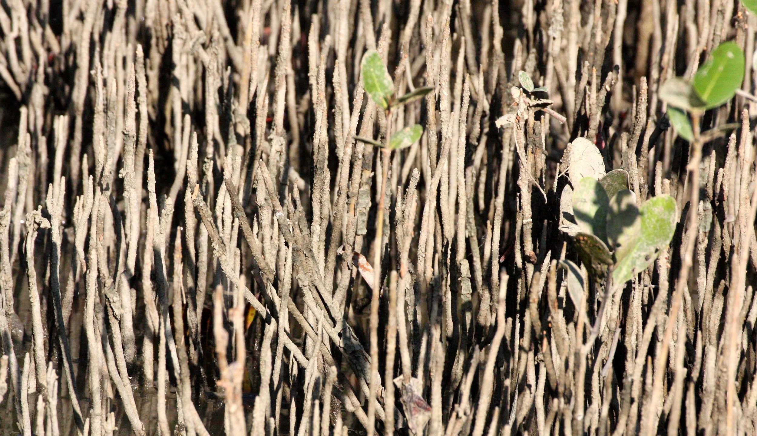 KHAO SAM ROI YOT THAILAND - MANGROVE - AERIAL ROOTS.JPG