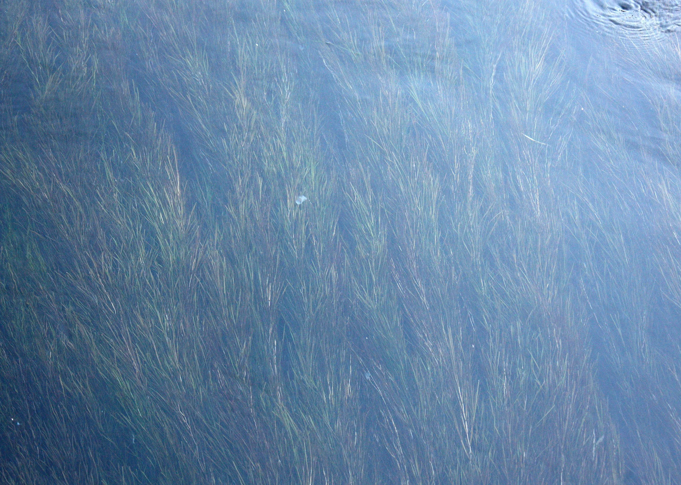 YUNNAN - LIJIANG ANCIENT TOWN - CHINA (95).JPG