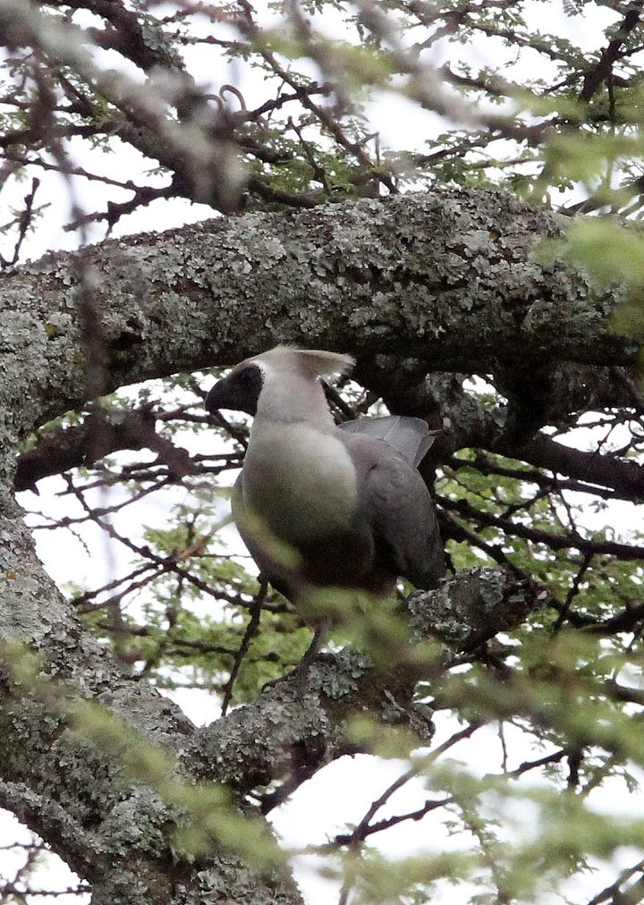 Bare-faced Go-away-bird (Crinifer personatus) Langano Lake Ethiopia  (2).JPG