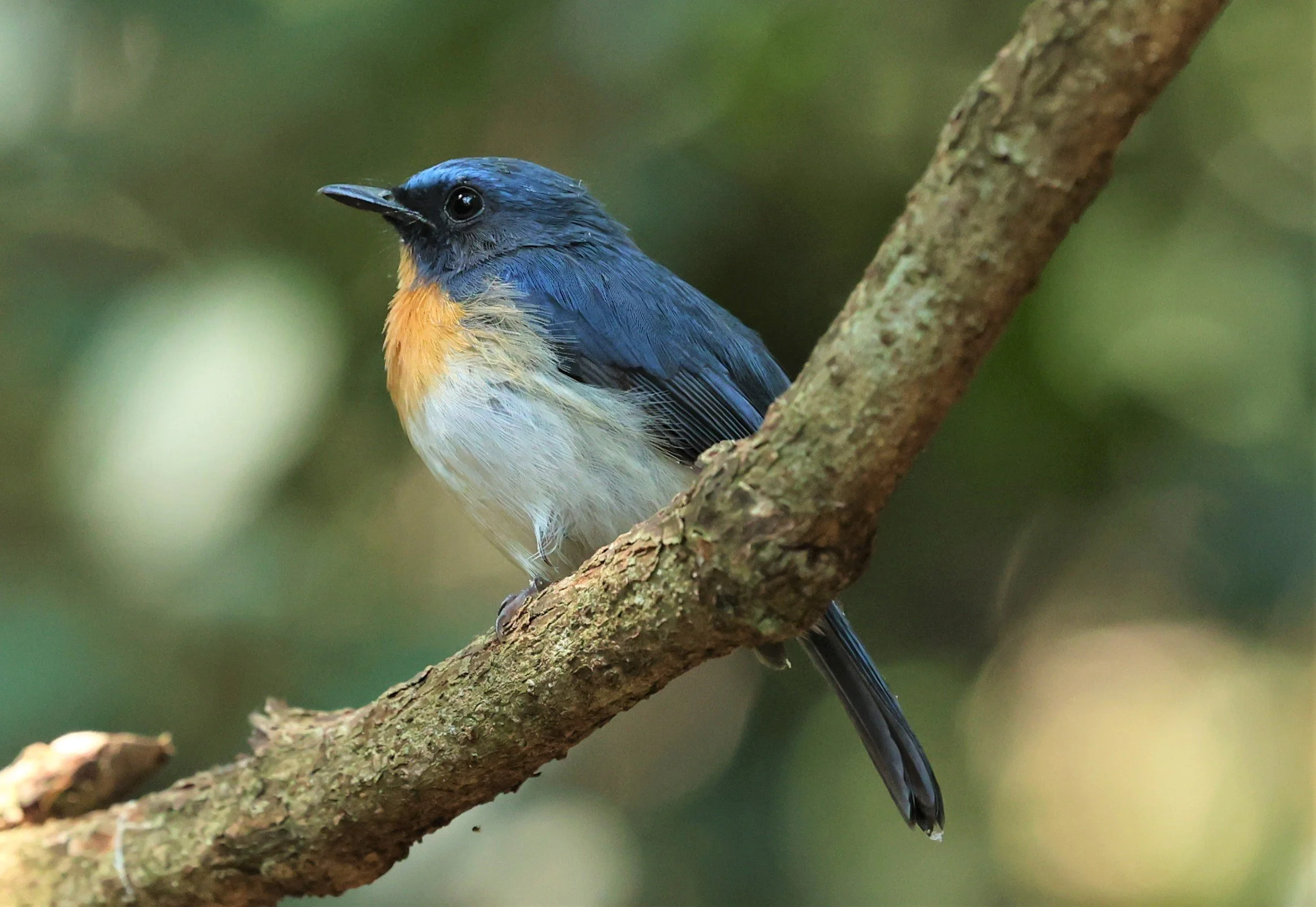 FLYCATCHER - INDOCHINESE BLUE-FLYCATCHER - Cyornis sumatrensis - PETCHABURI PROVINCE - NUY HIDE NEAR KAENG KRACHAN JAN 2022 (49).jpg