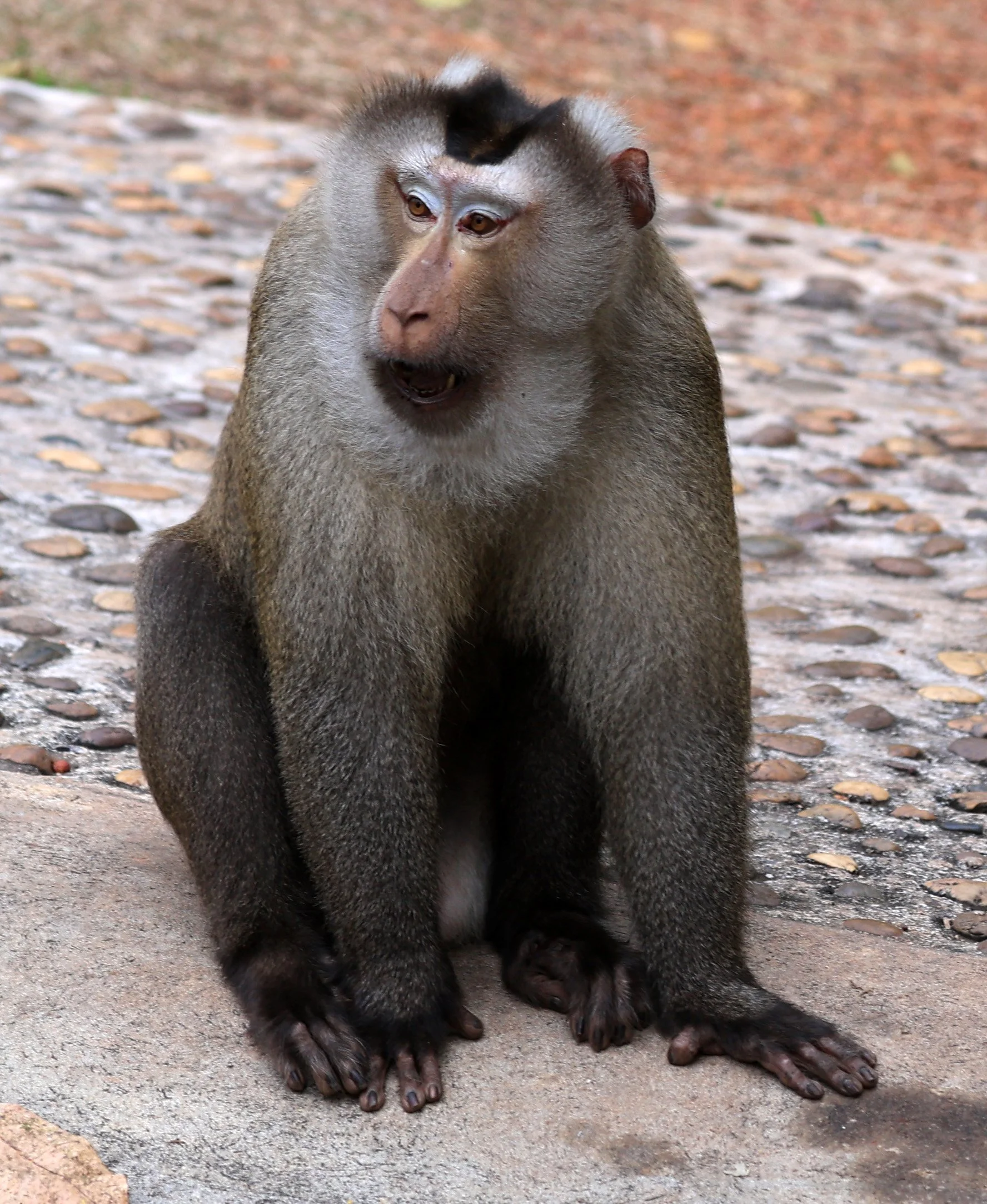 Northern Pig-tailed Macaque (Macaca leonina) Khao Yai National Park Feb 2026 Day 3 (14).jpg