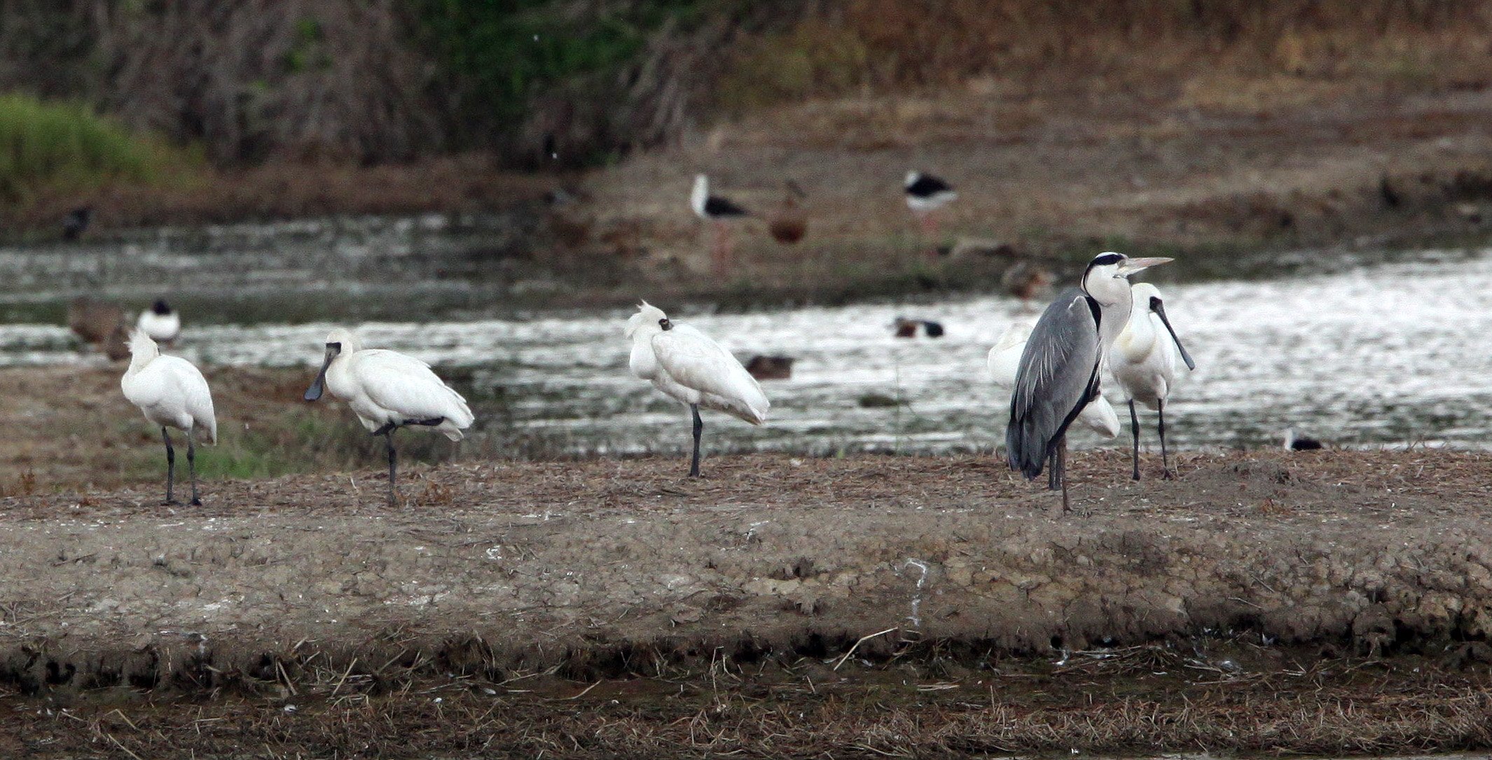 SPOONBILL - BLACK-FACED SPOONBILL - Platalea minor - MAI PO WETLANDS HONG KONG (27).JPG