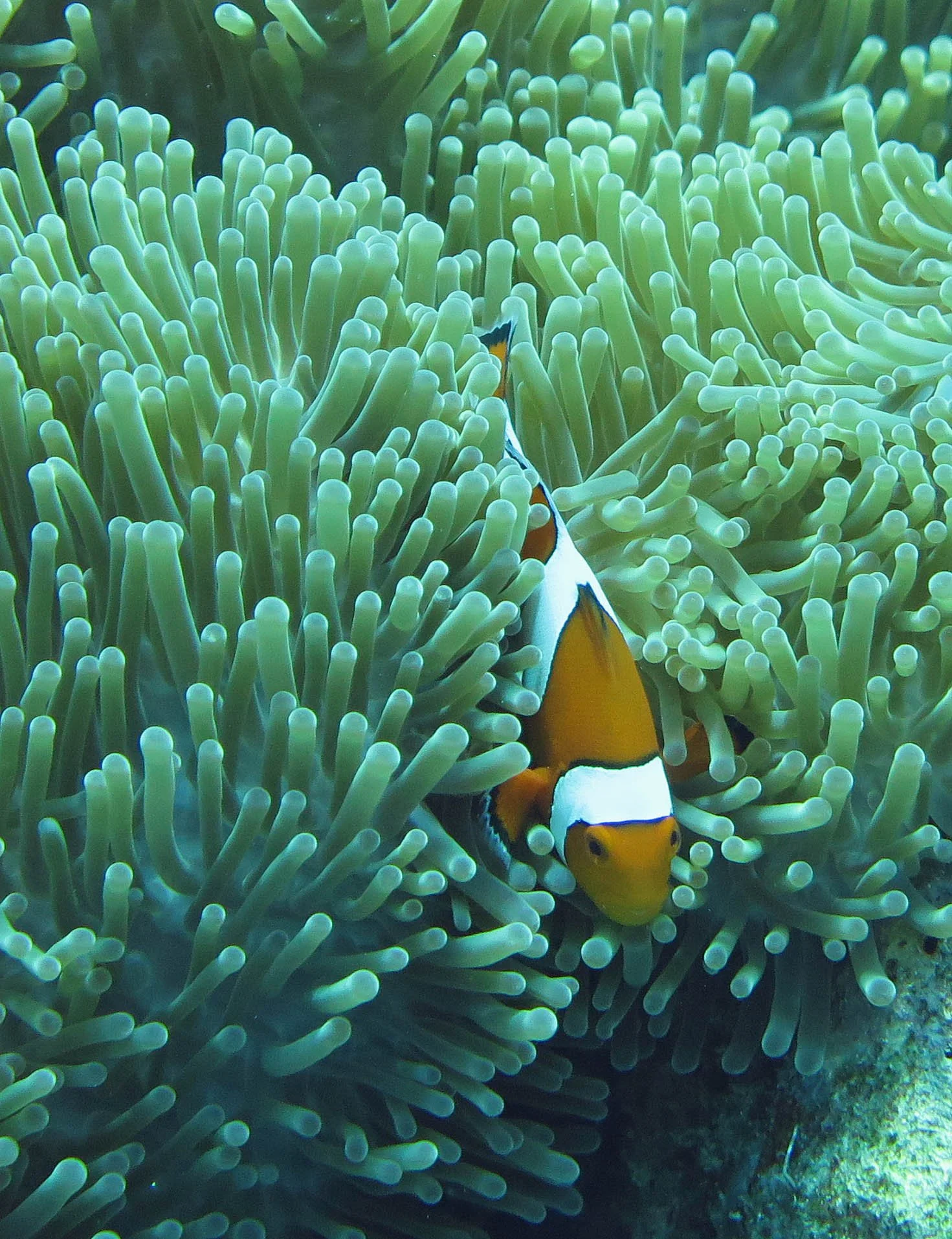 Pomacentridae - Amphiprion ocellaris -  False Clown Anemonefish - Similand Islands Thailand (36).JPG